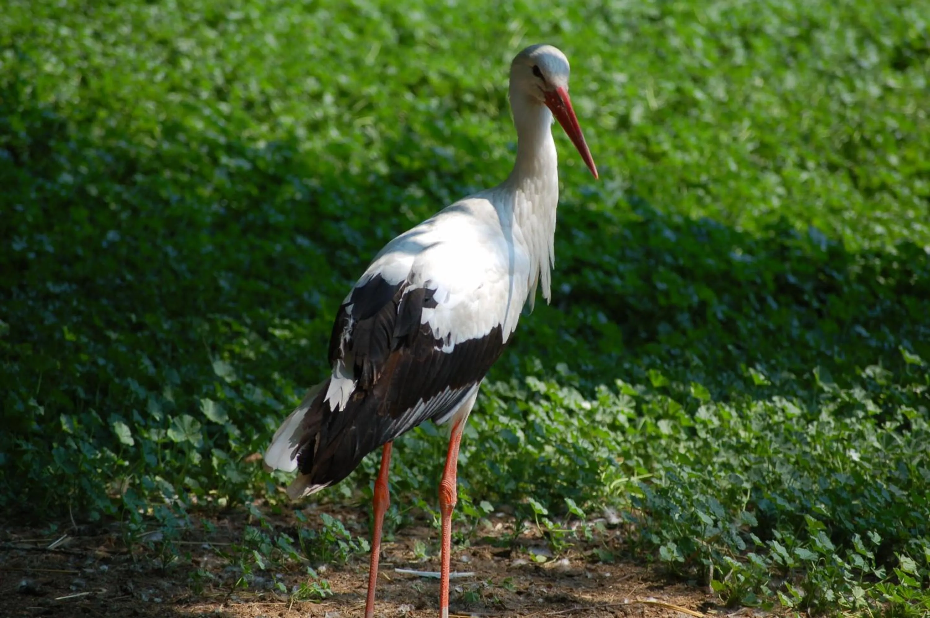 Animals in Pannonia Tower