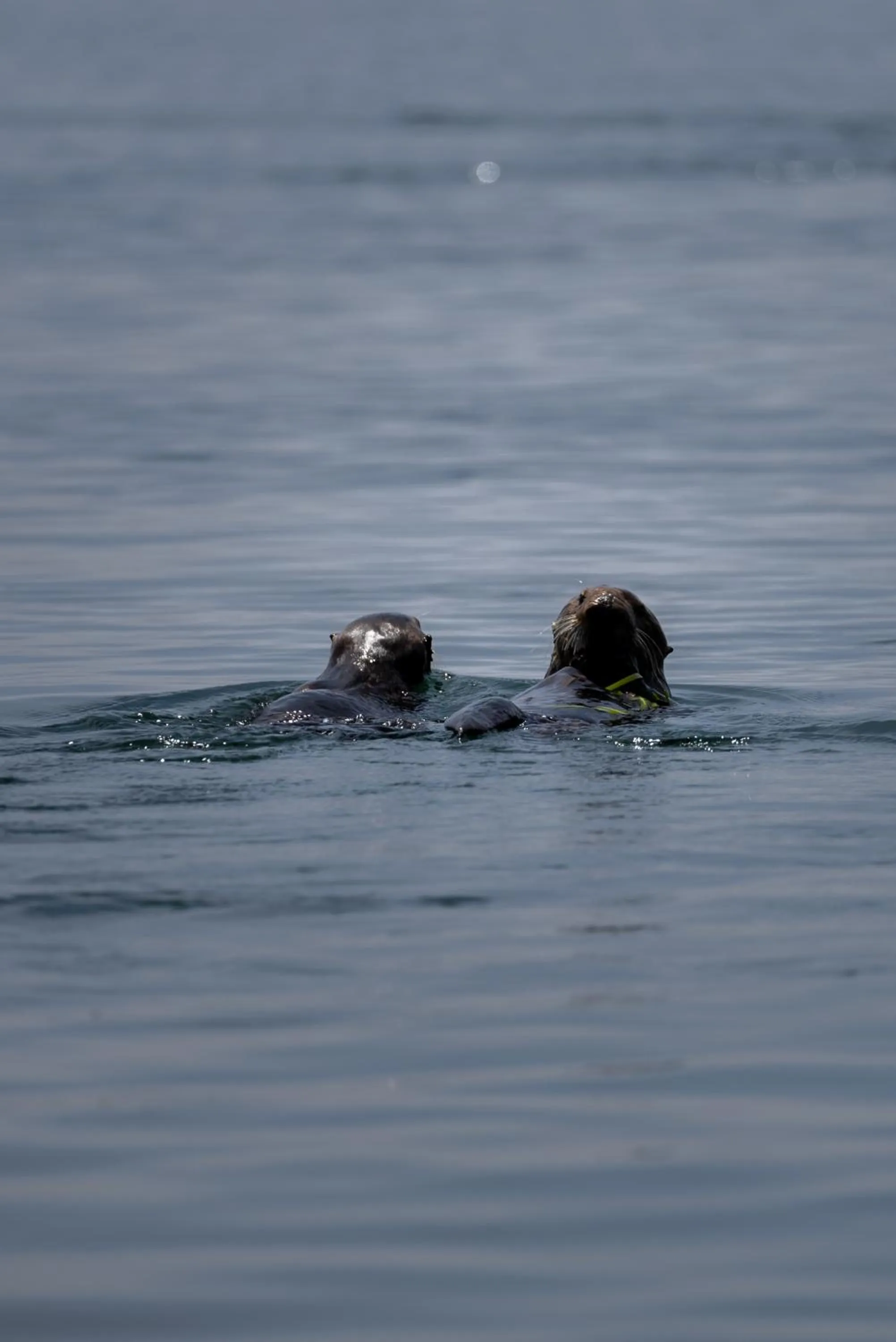 Beach in Ascot Suites Morro Bay