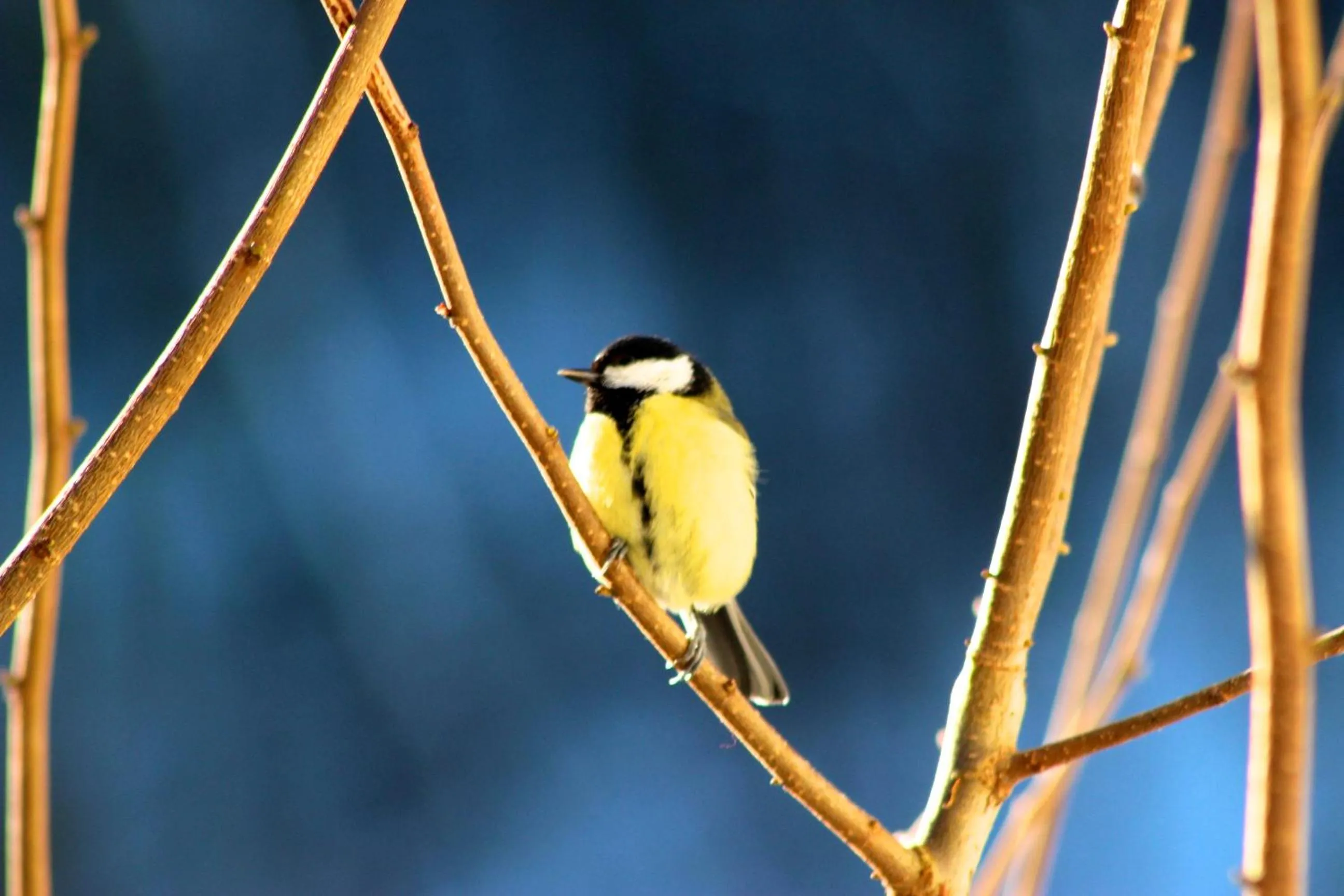 Winter in Gasthof zur Post