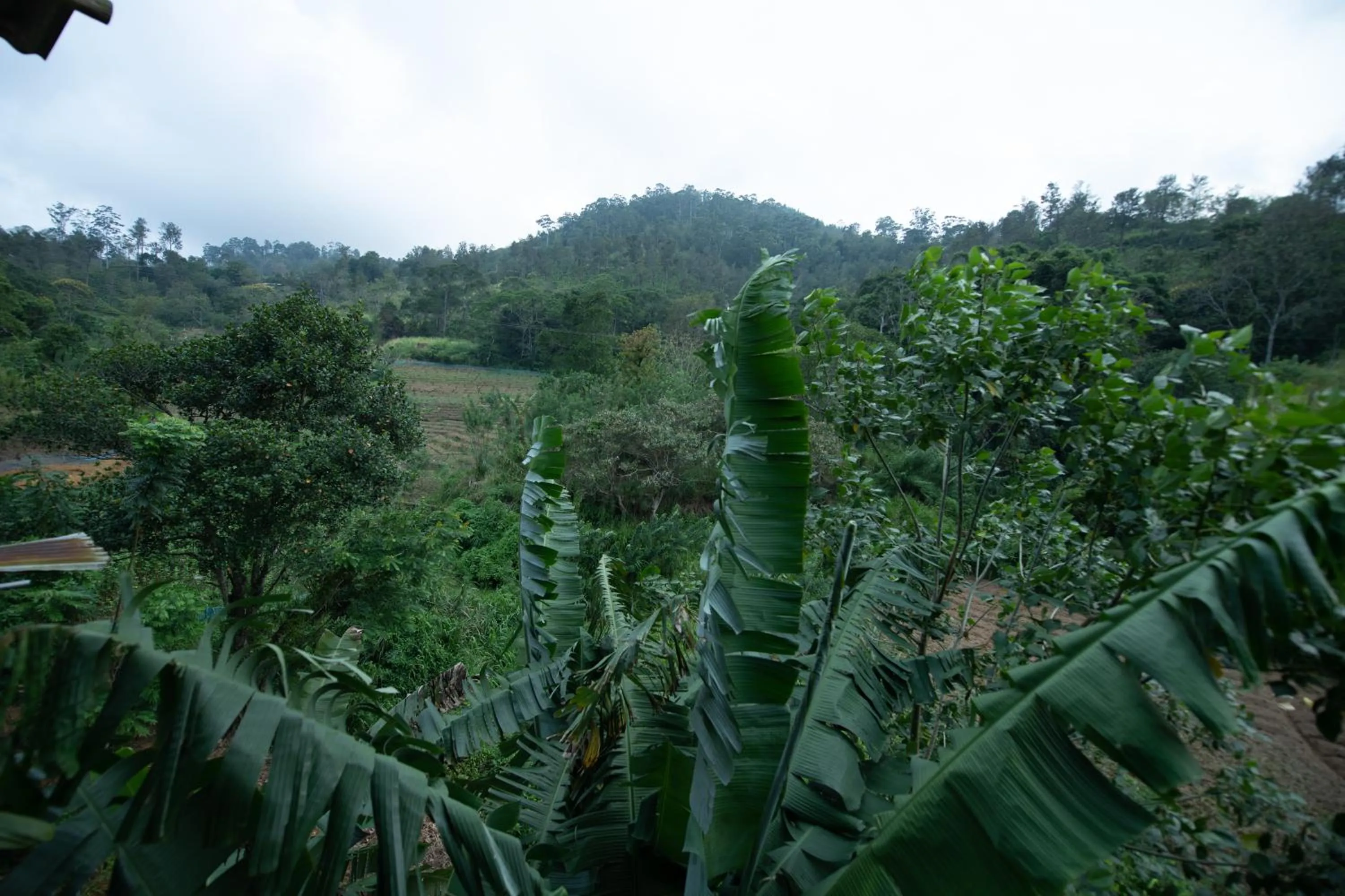 Natural landscape in Ayubo Ella - Bed & Breakfast