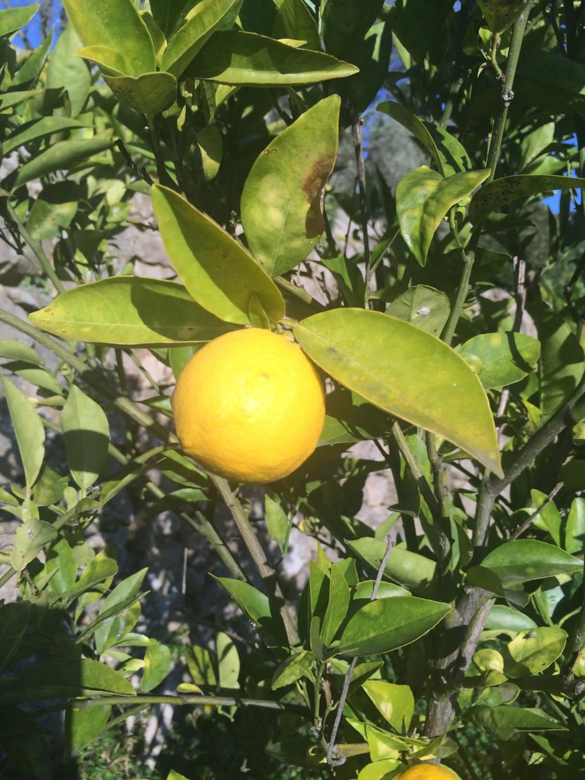 Other in Mas de Vence - Hotel-Restaurant