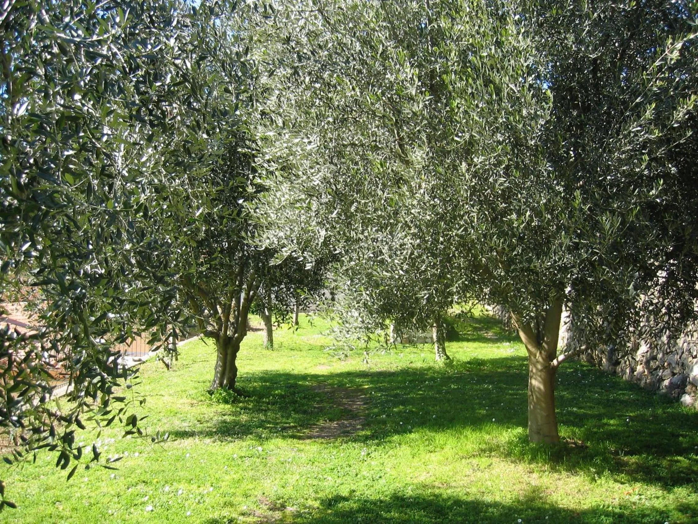 Garden in Mas de Vence - Hotel-Restaurant