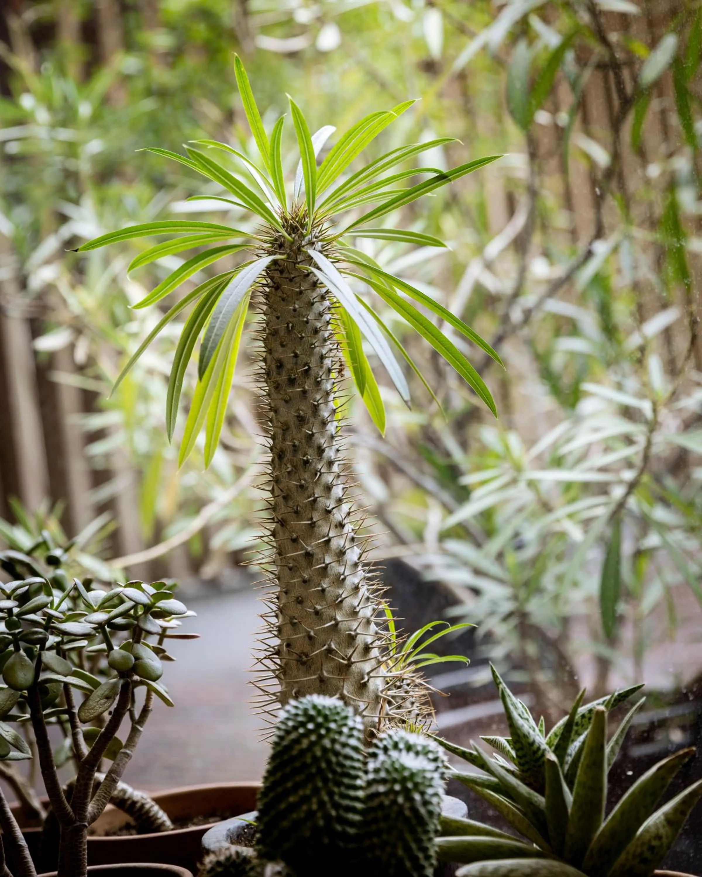 Garden in Greulich Design & Boutique Hotel