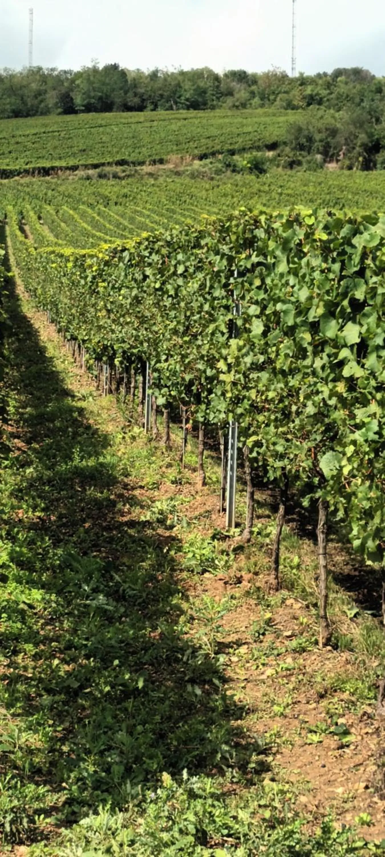 Day in Au jardin de la Maison des Soeurs