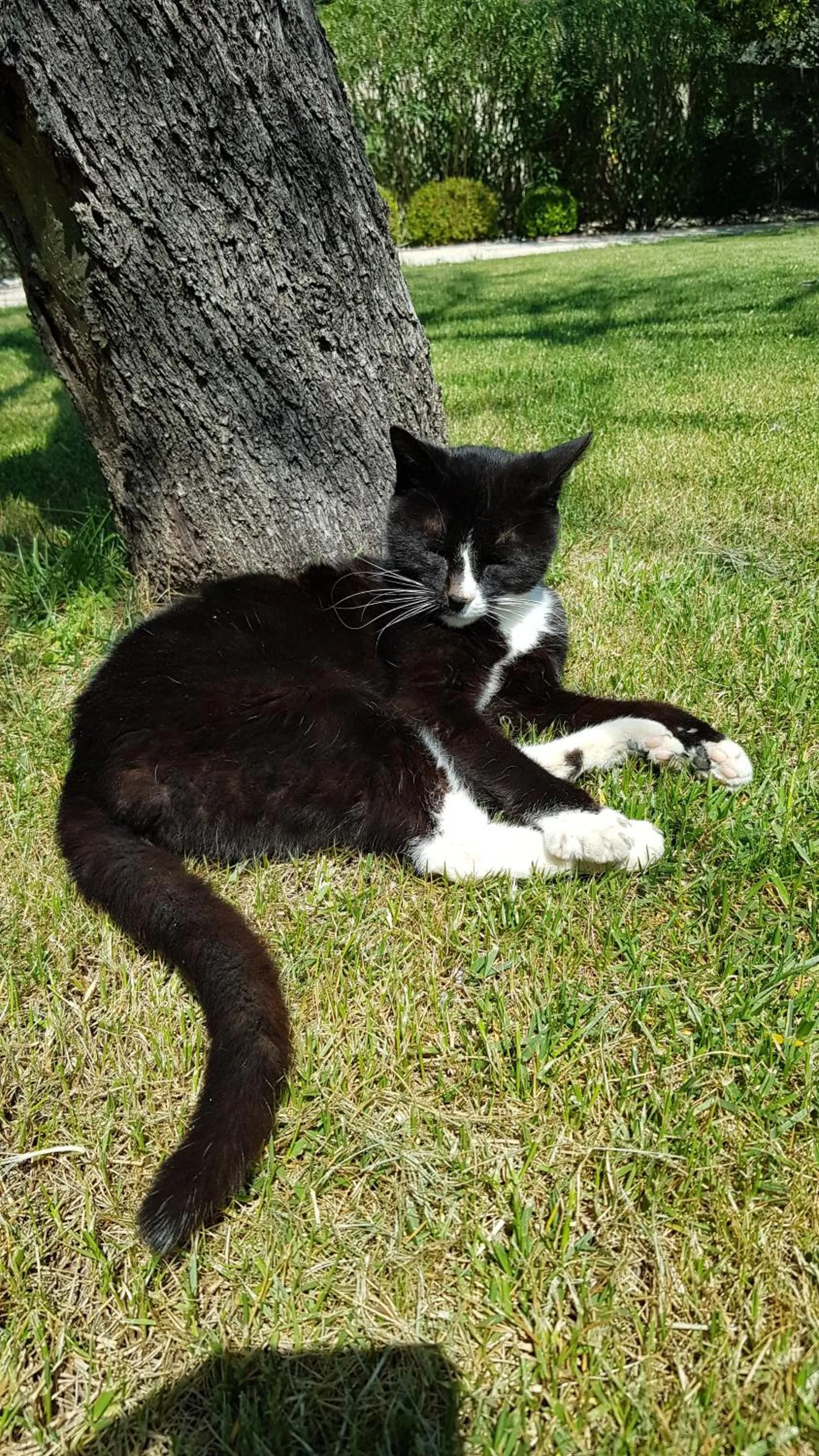 Pets in Hôtel l'Amandière