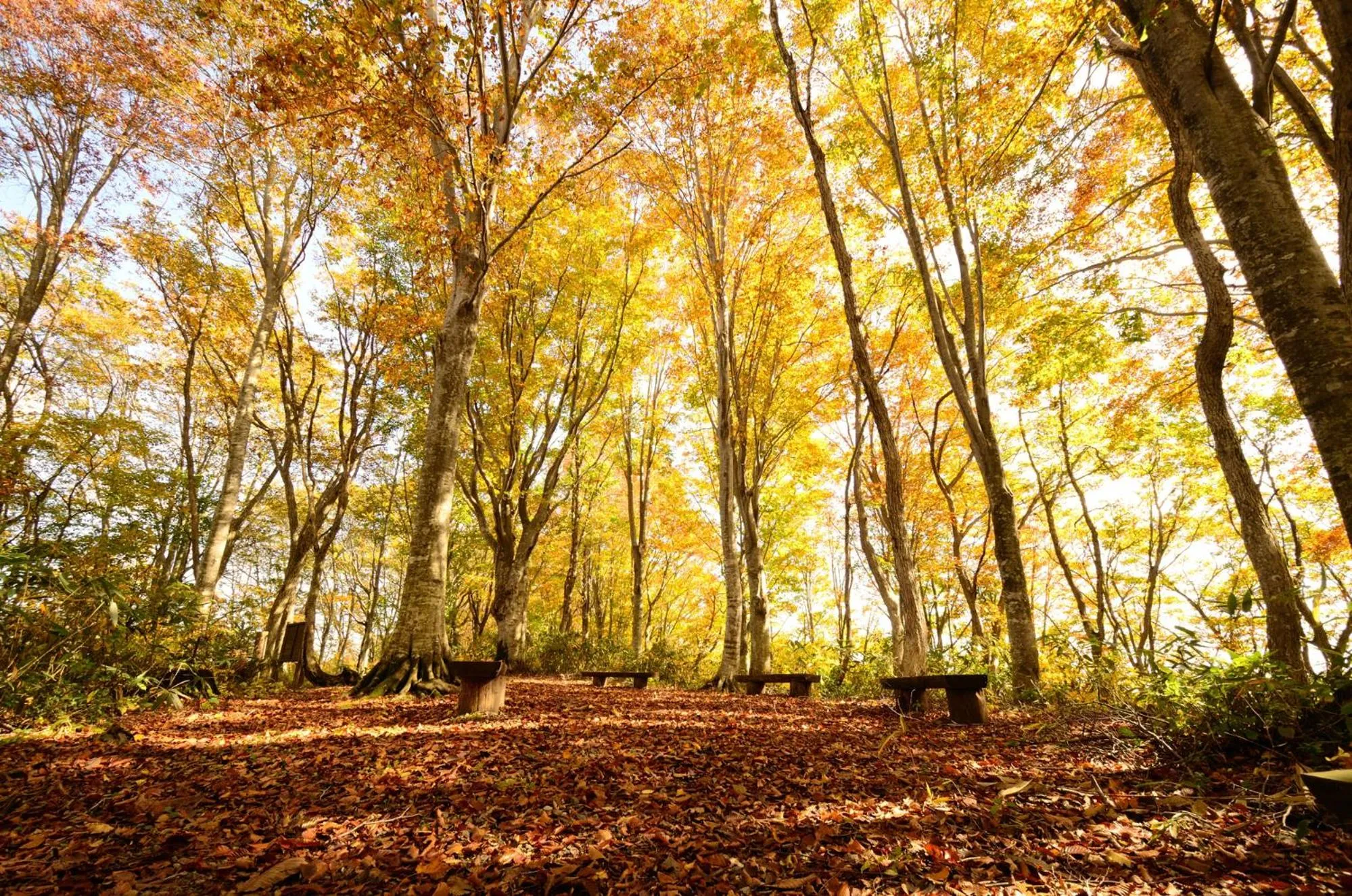 Nearby landmark in Hotel Silk Inn Madarao