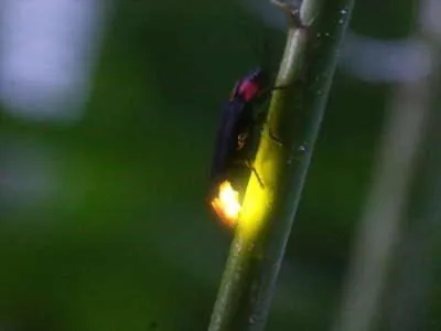 Hotel Silk Inn Madarao