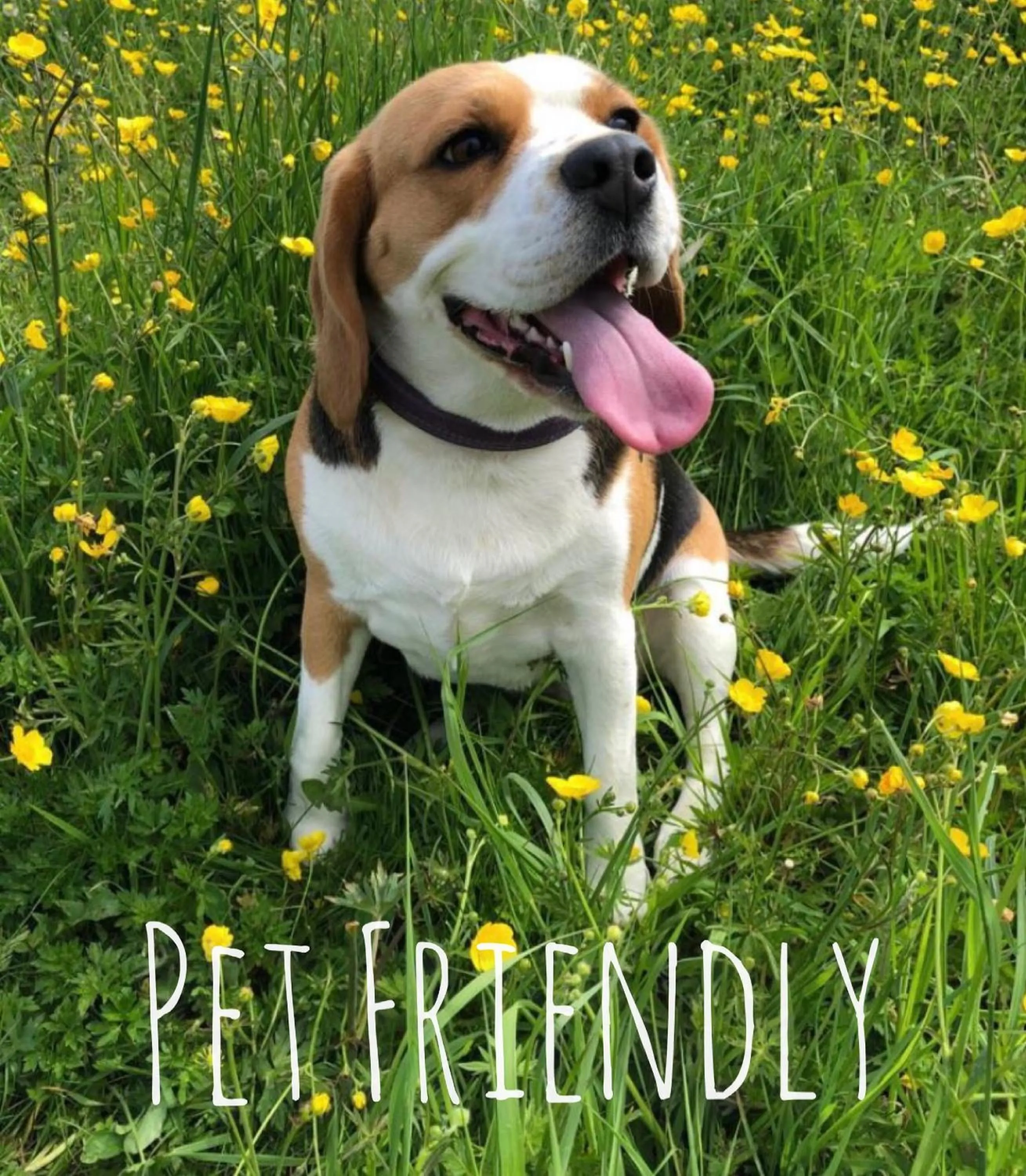 Pets in Tattershall Lakes Mini Breaks - Osprey Rise