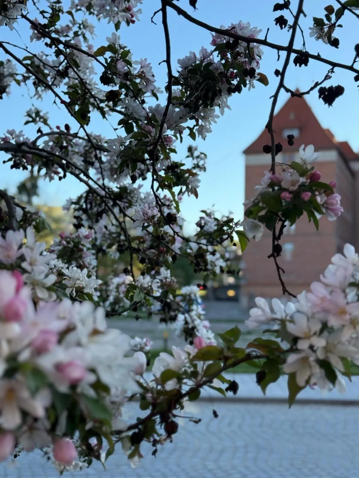 Spring in Baltic Gdańsk OLD TOWN by St Mary s Church