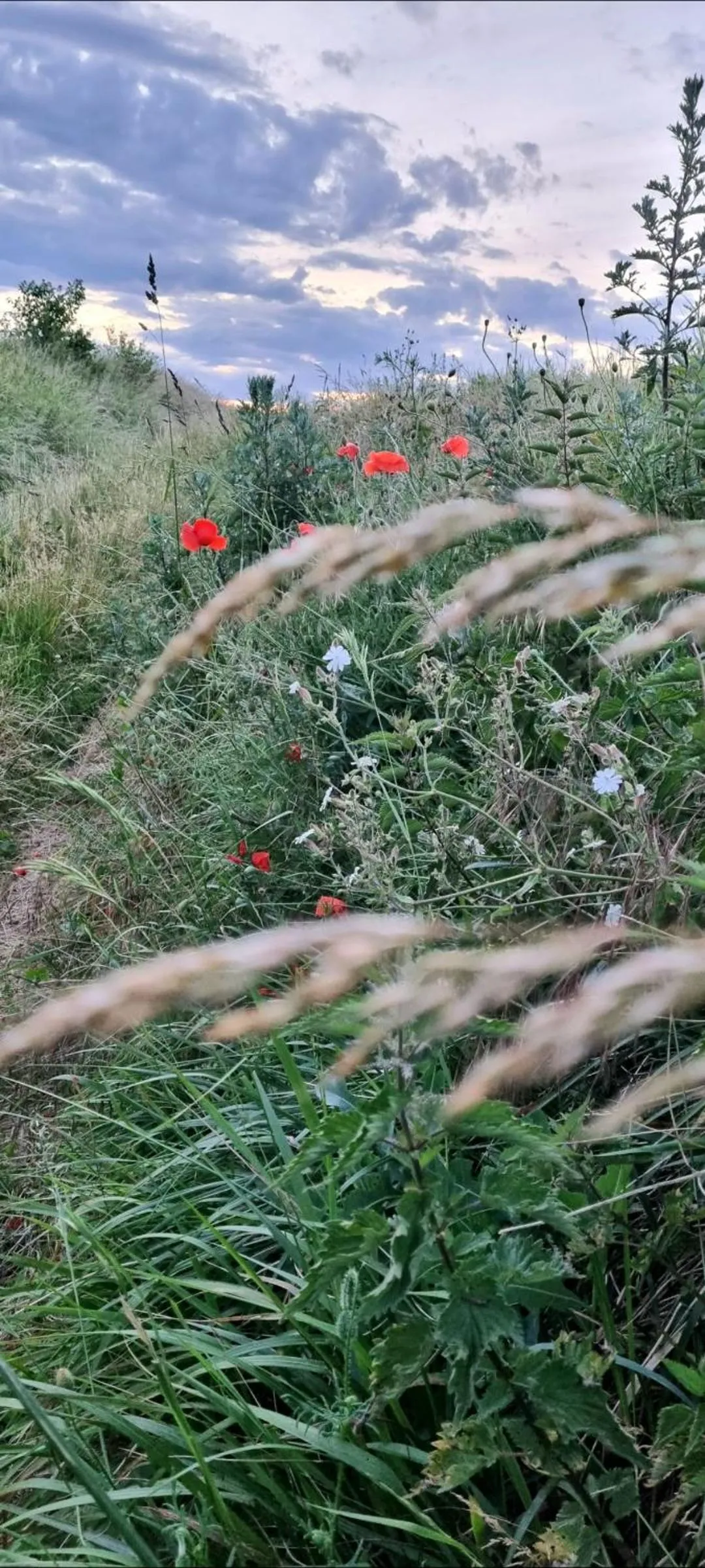Natural landscape in Les Glycines de Monchy- Chambres d'hôtes