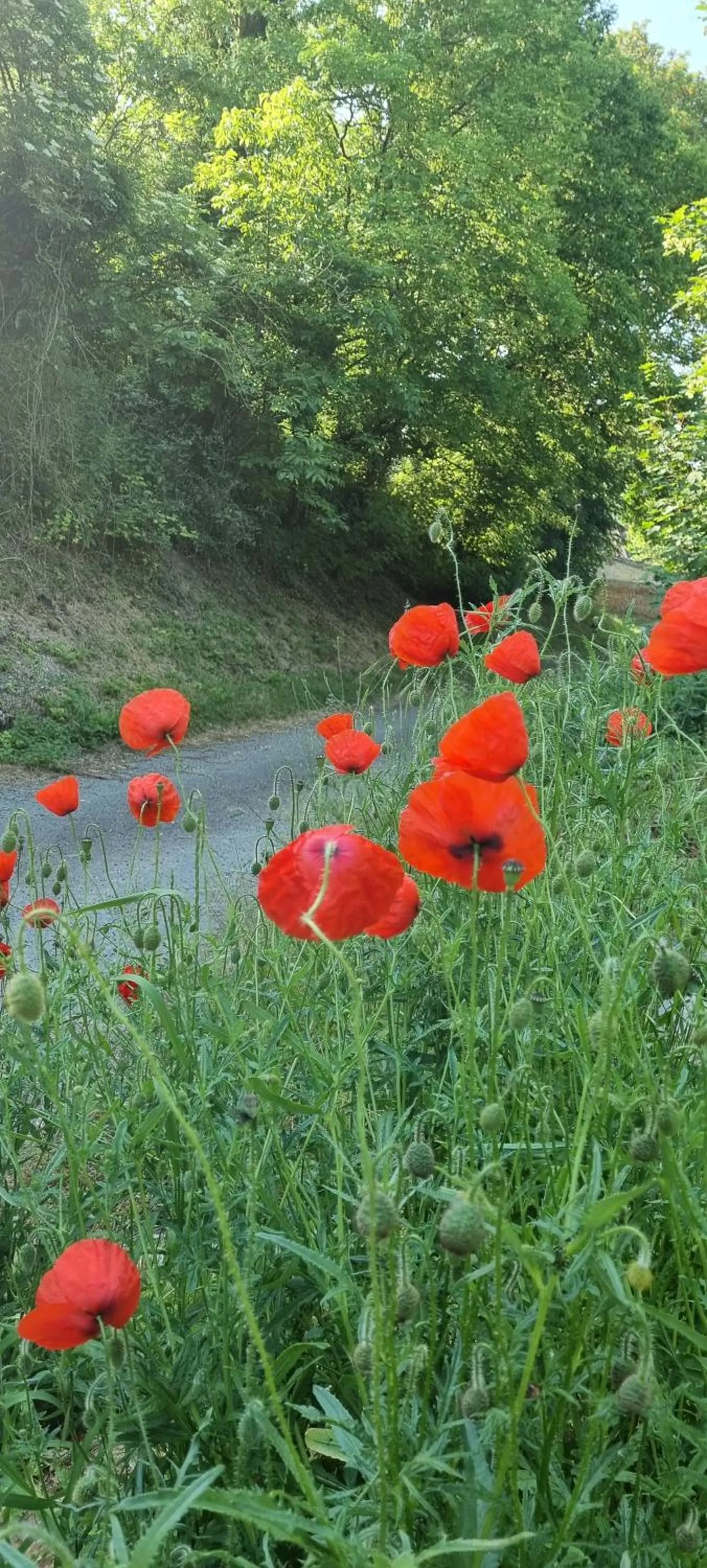 Spring in Les Glycines de Monchy- Chambres d'hôtes