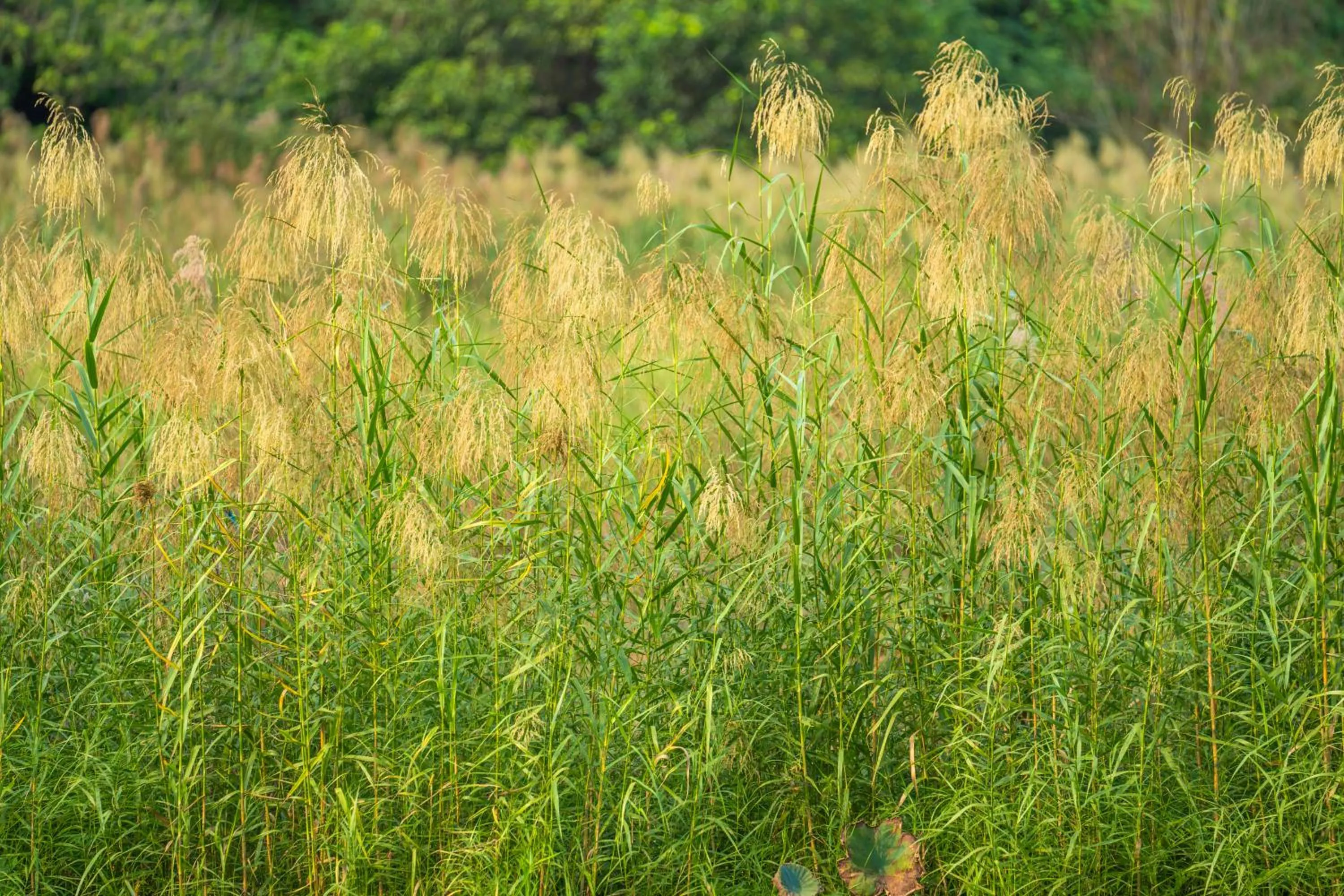 Natural landscape in Lotus Field Homestay