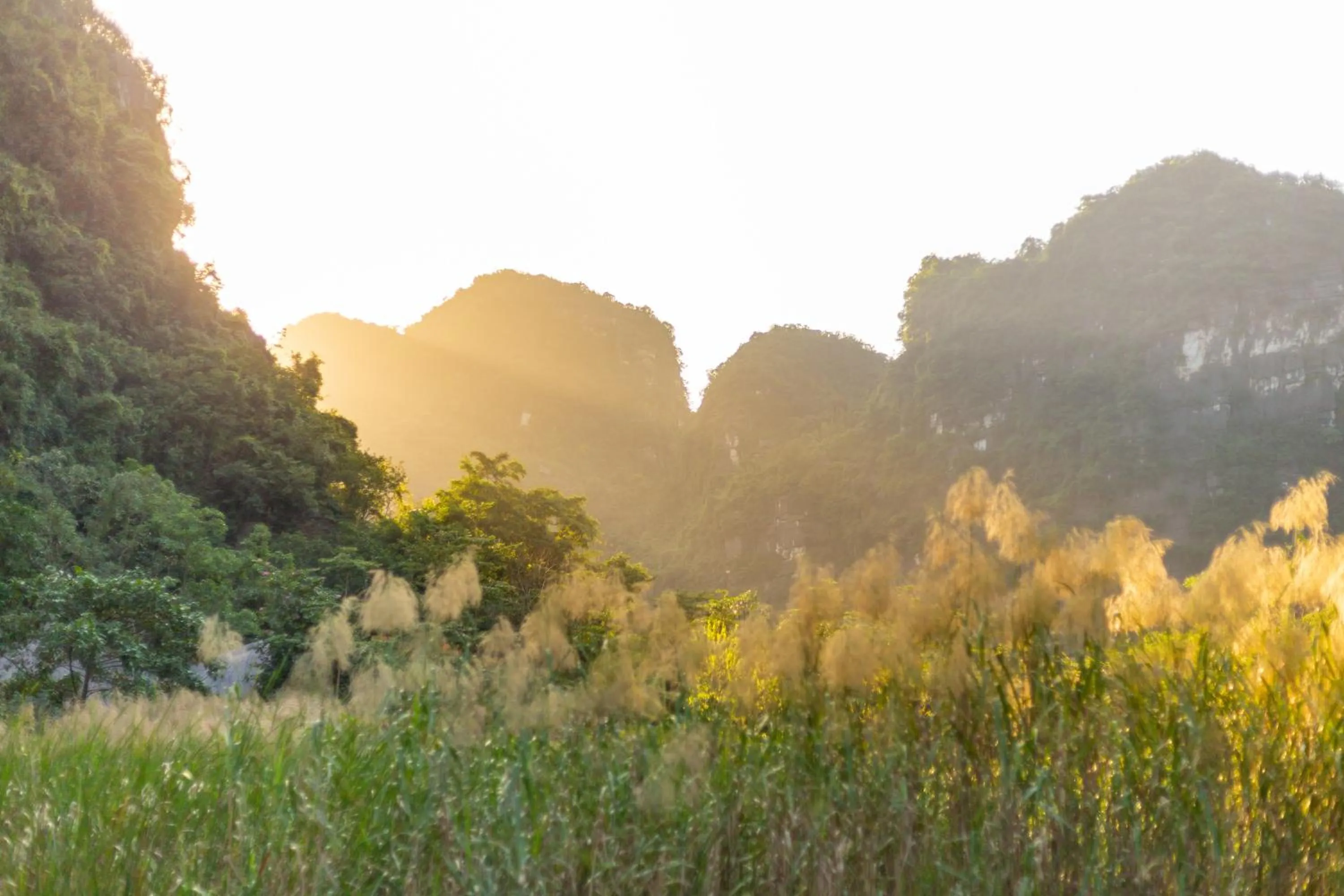 Natural landscape in Lotus Field Homestay