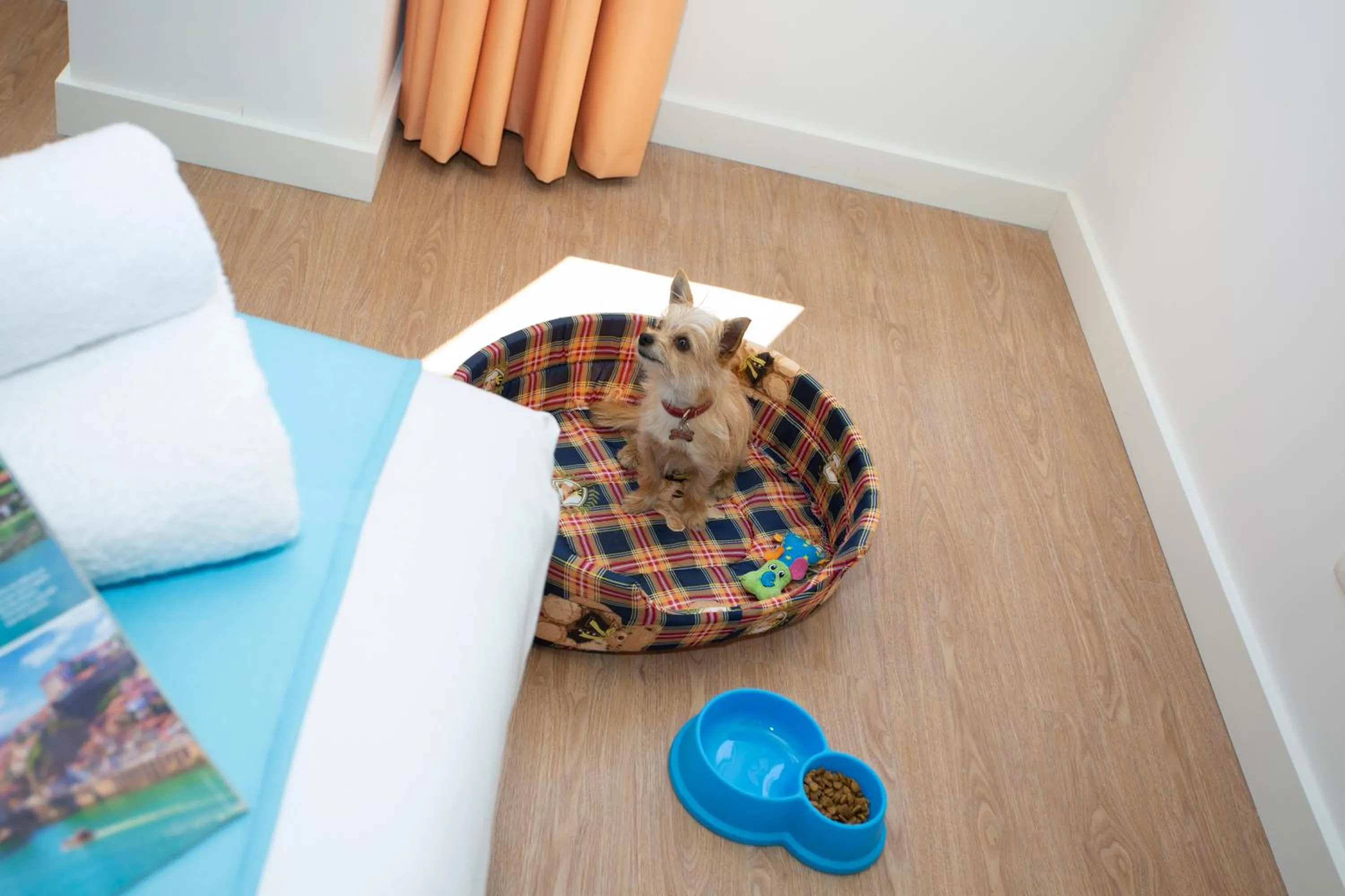 Animals in Casual Raízes Porto