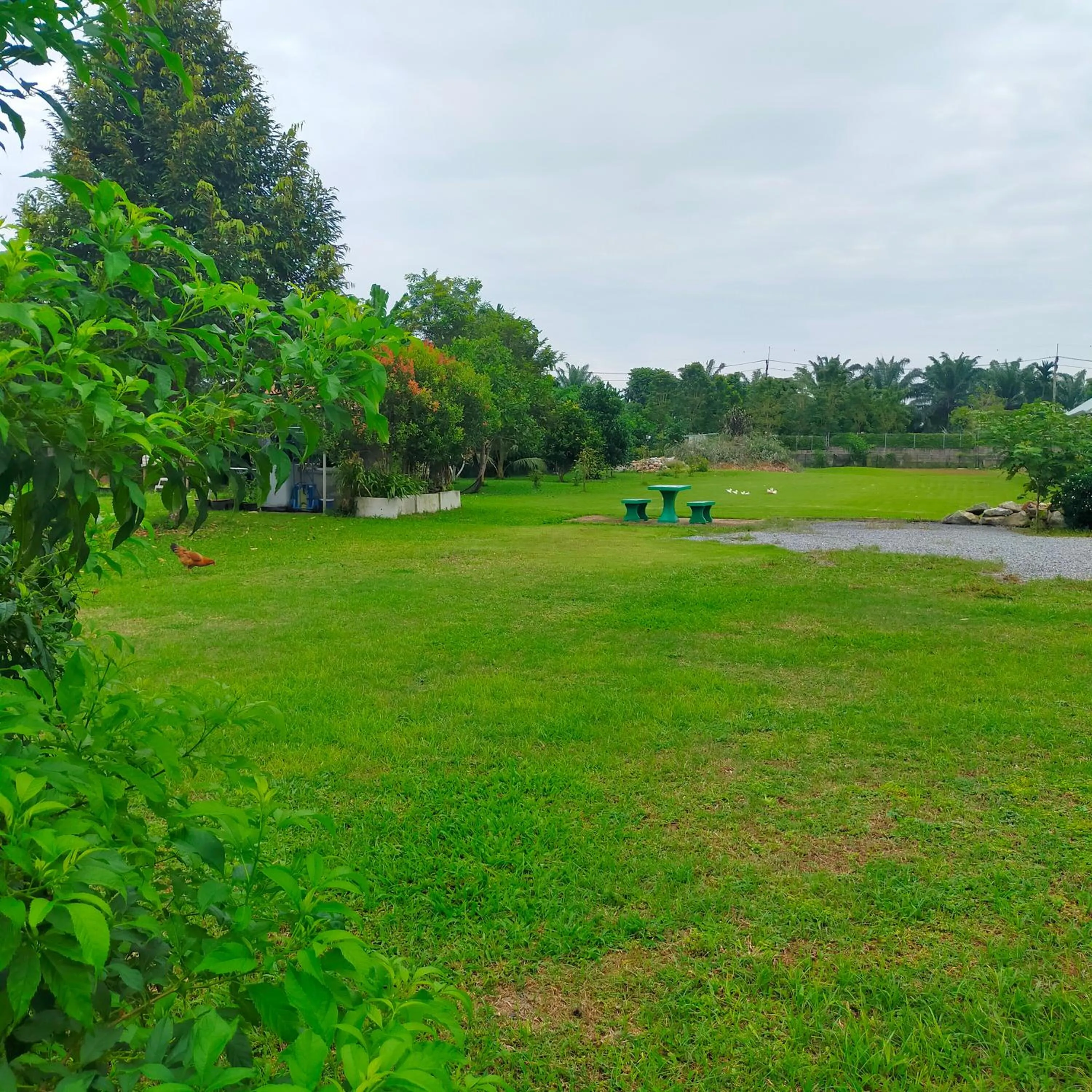 Garden view in Davy Cottage Phuket