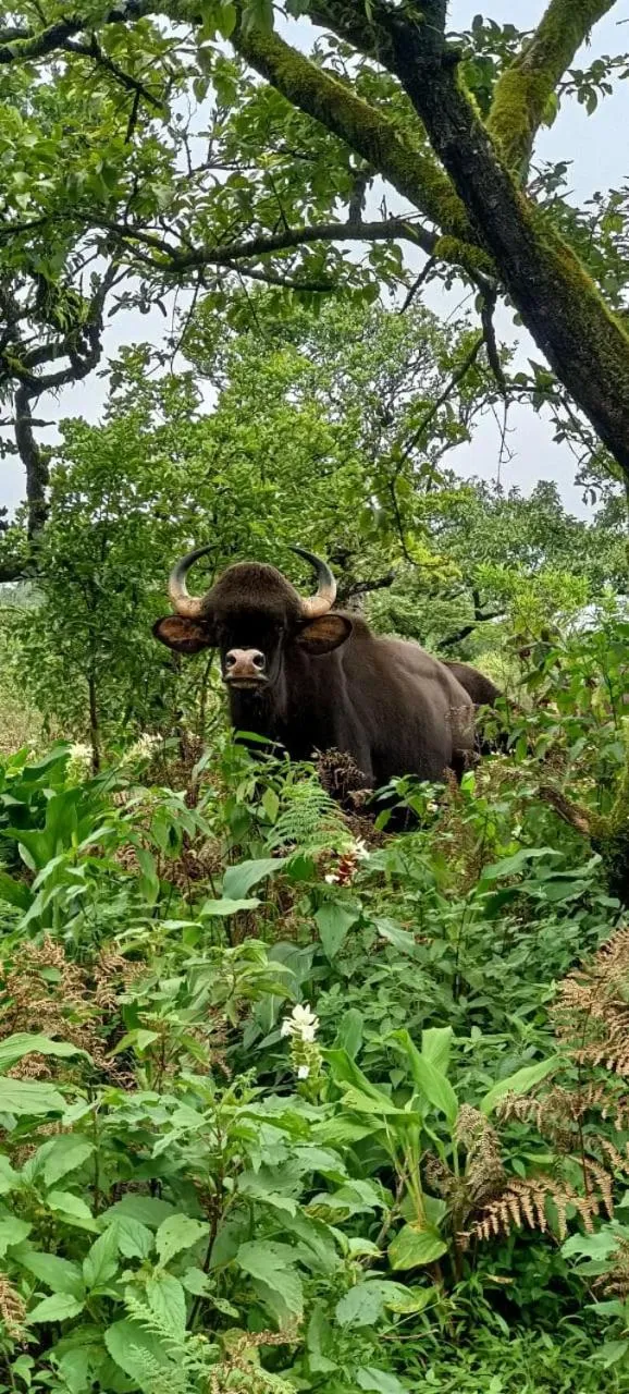View (from property/room) in Khushi Riverside Resort & Spa