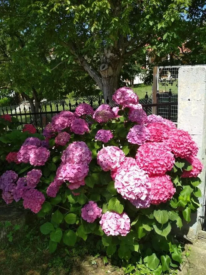 Garden in Elati Electra's Cozy House