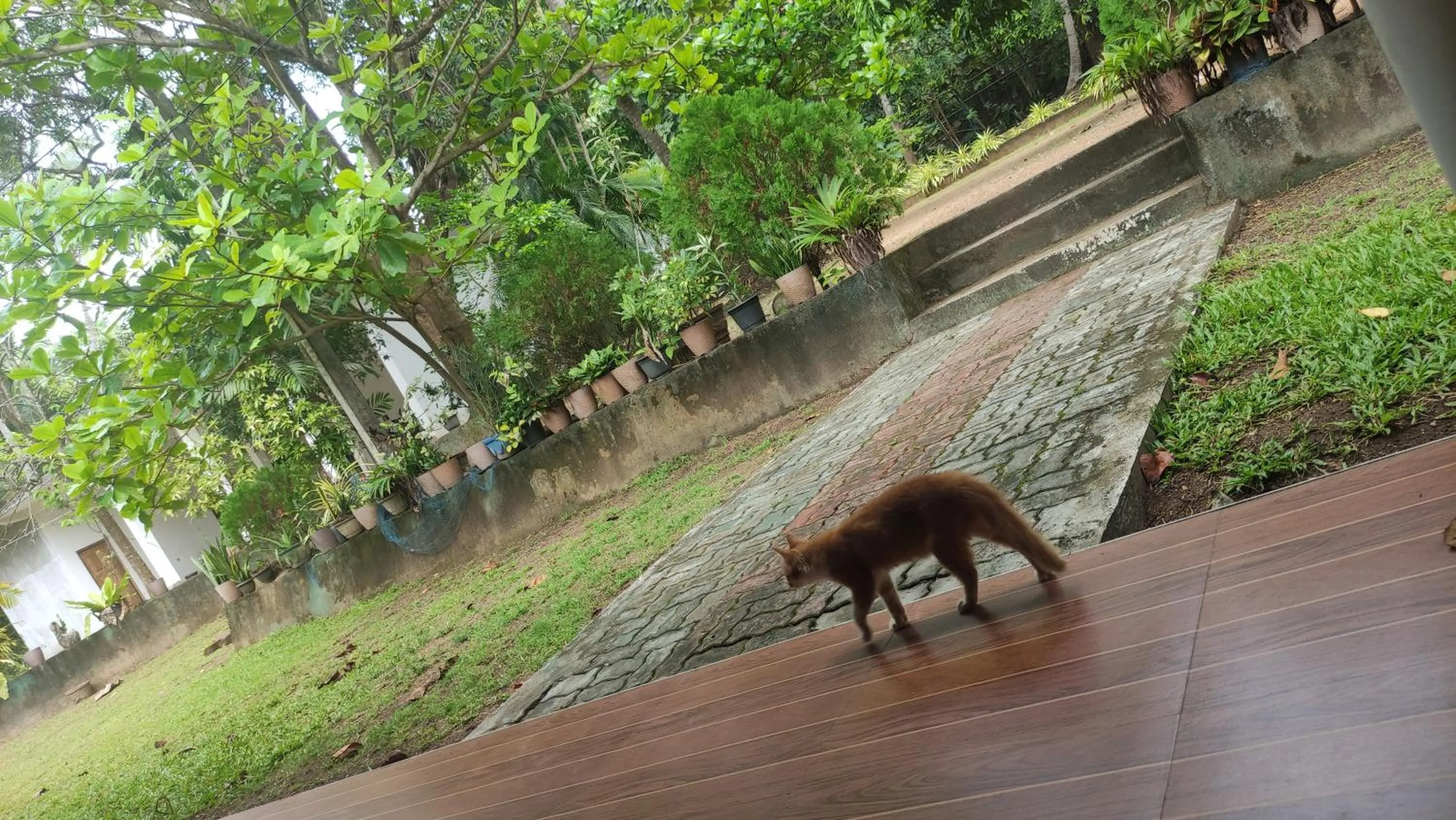 Garden view in Deer Garden Guest