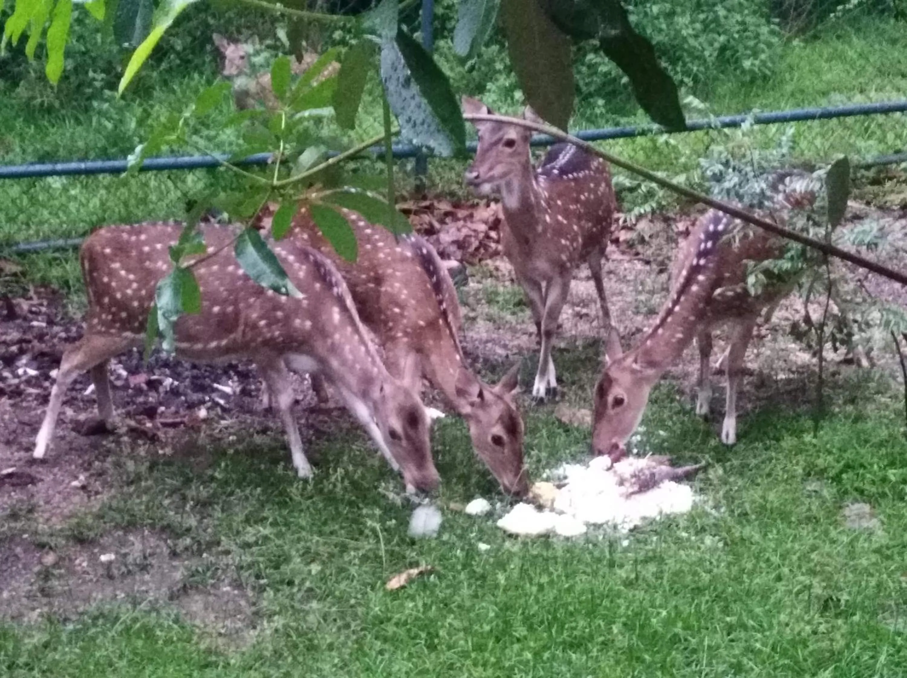 Spring in Deer Garden Guest