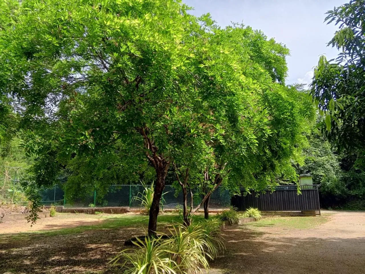 Spring in Deer Garden Guest