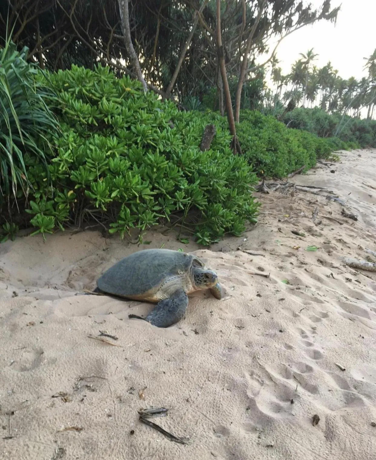 Other Animals in Marakolliya Beach Resort
