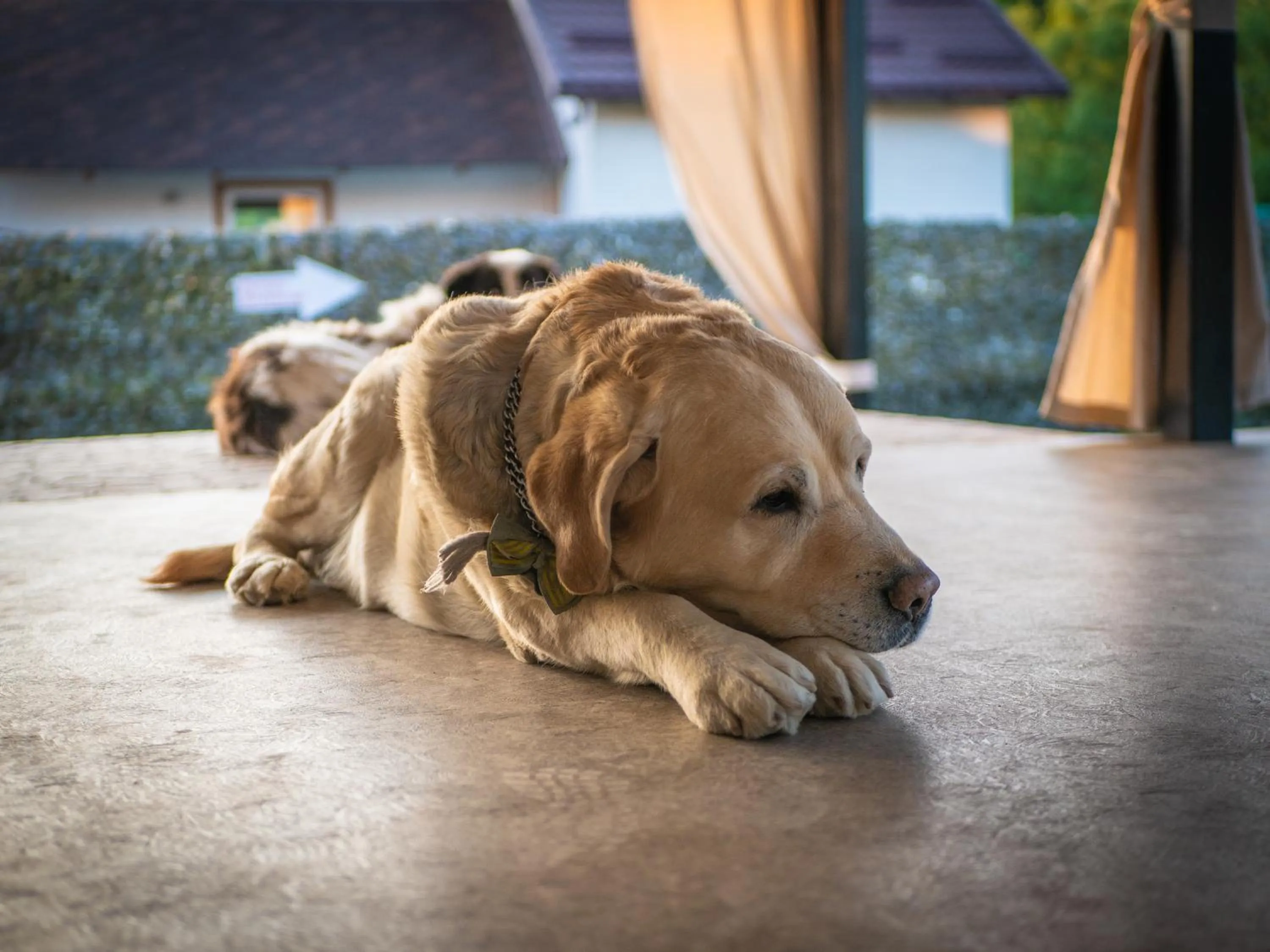 Pets in Complex Pescăresc Gura Repezii Borșa