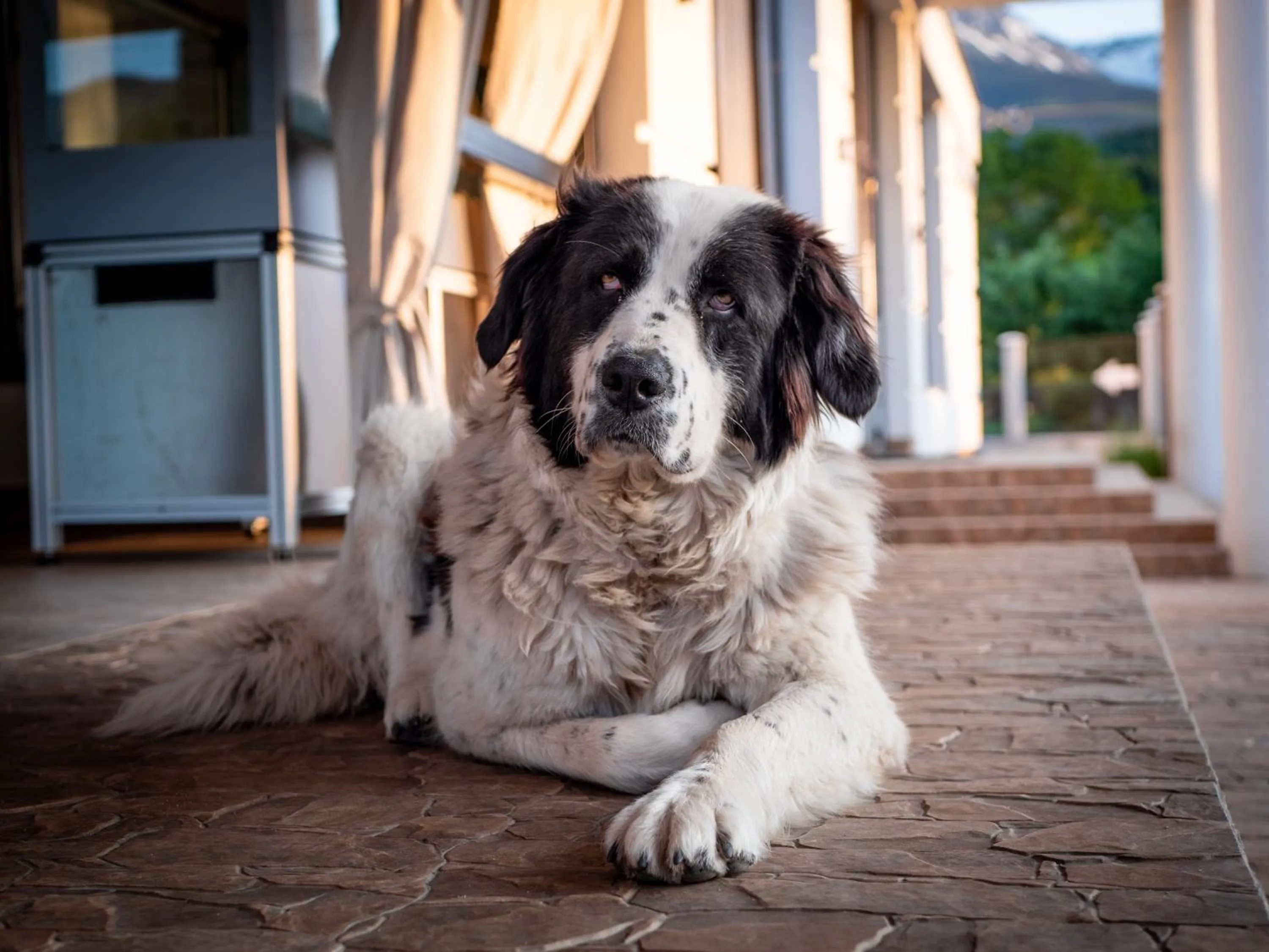 Pets in Complex Pescăresc Gura Repezii Borșa