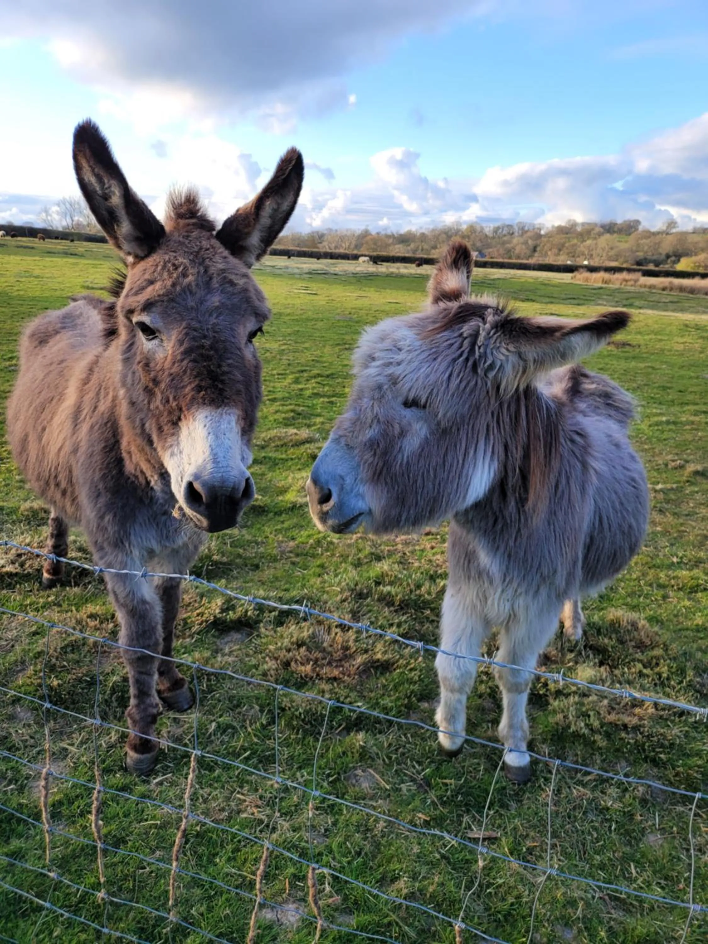 Animals in Hideaway Escapes, Farmhouse B&B & Holiday Home, Ideal family stay or Romantic break, Friendly animals on our smallholding in beautiful Pembrokeshire setting close to Narberth