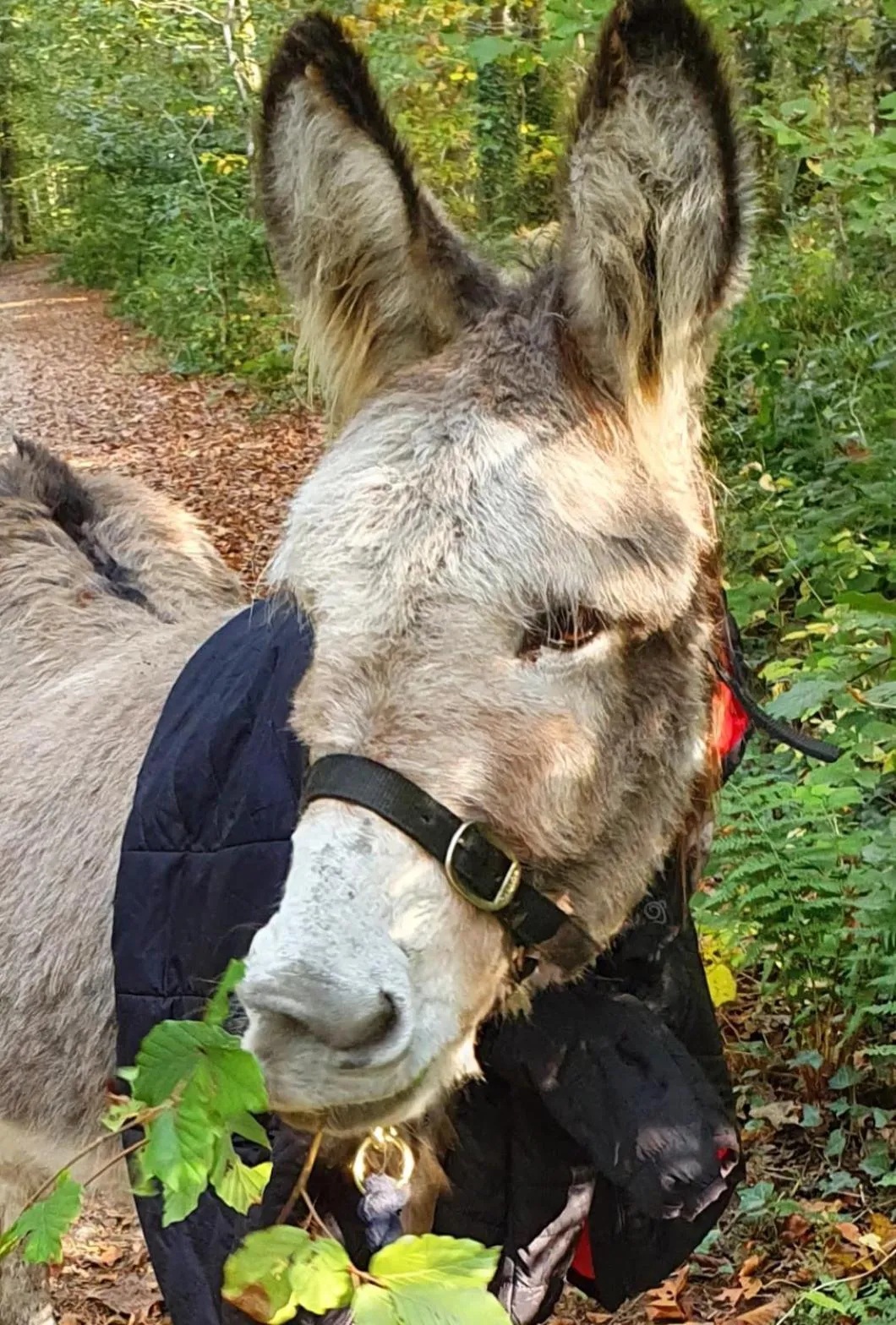 Animals in Hideaway Escapes, Farmhouse B&B & Holiday Home, Ideal family stay or Romantic break, Friendly animals on our smallholding in beautiful Pembrokeshire setting close to Narberth