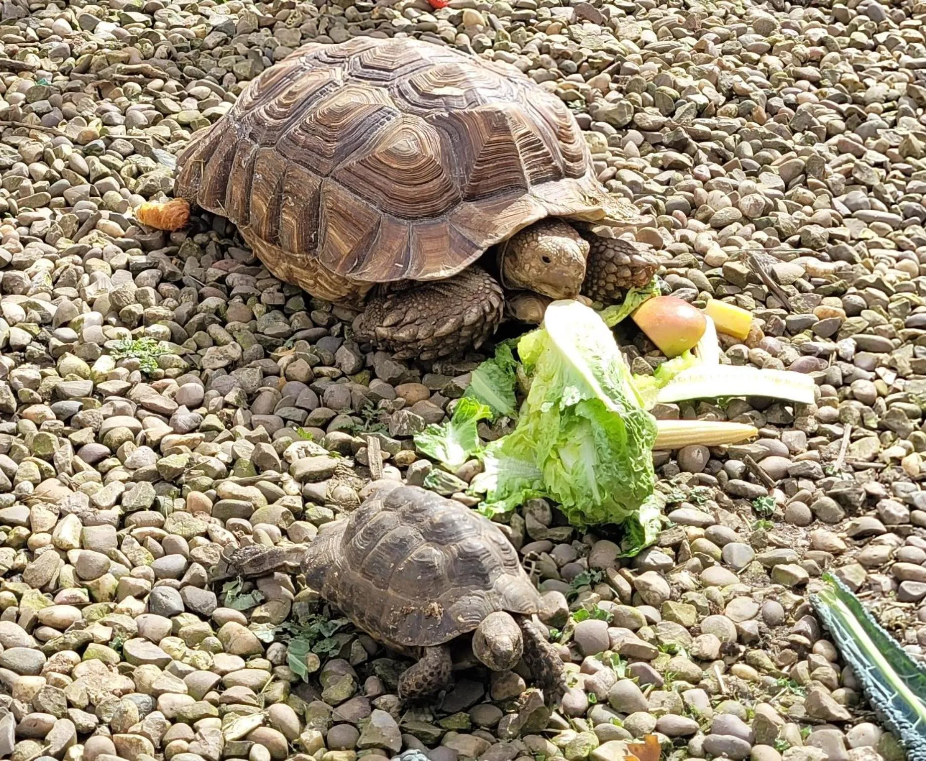 Animals in Farmhouse B&B Family stay or Romantic break, on our smallholding close to Narberth