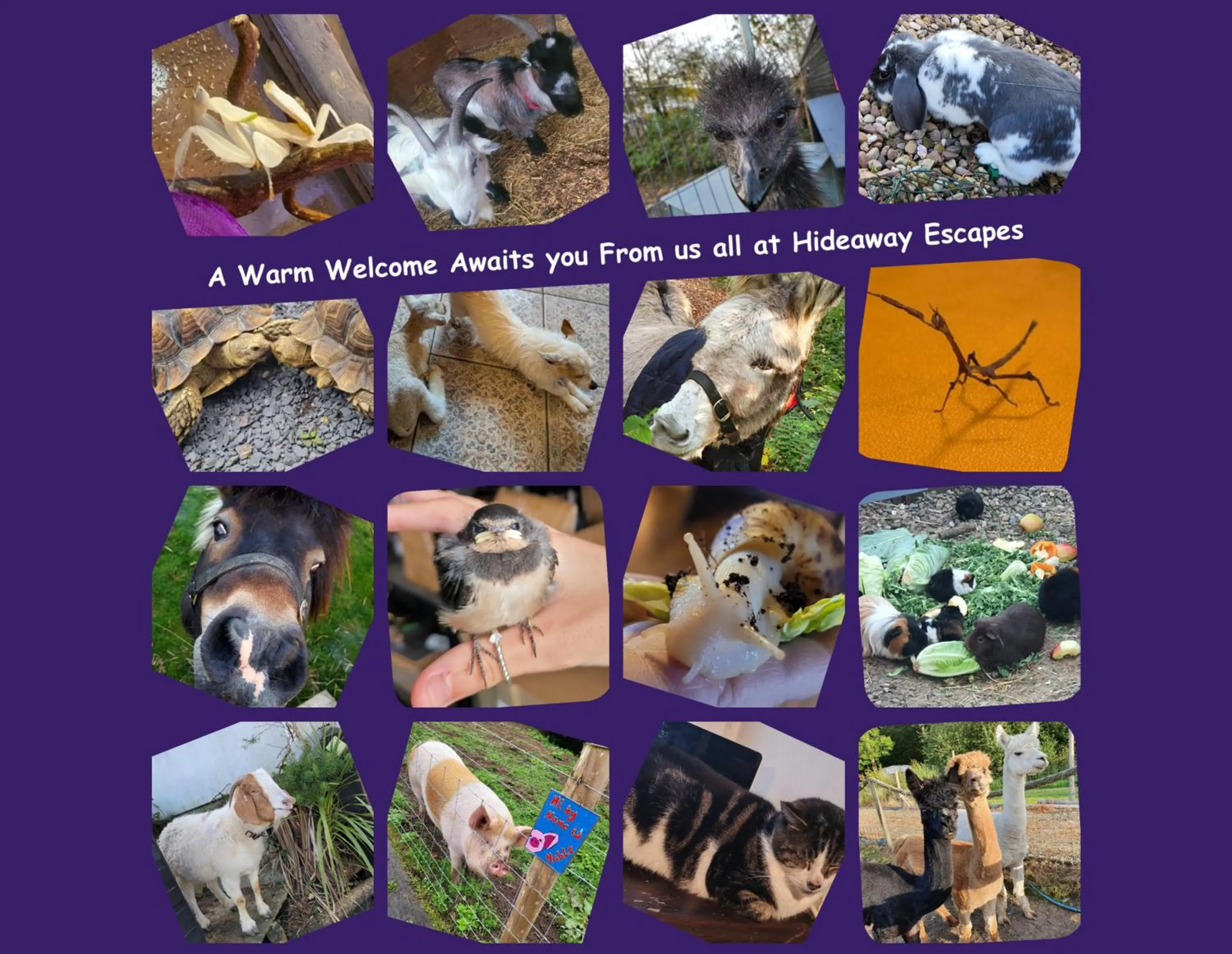 Property building in Farmhouse B&B Family stay or Romantic break, on our smallholding close to Narberth