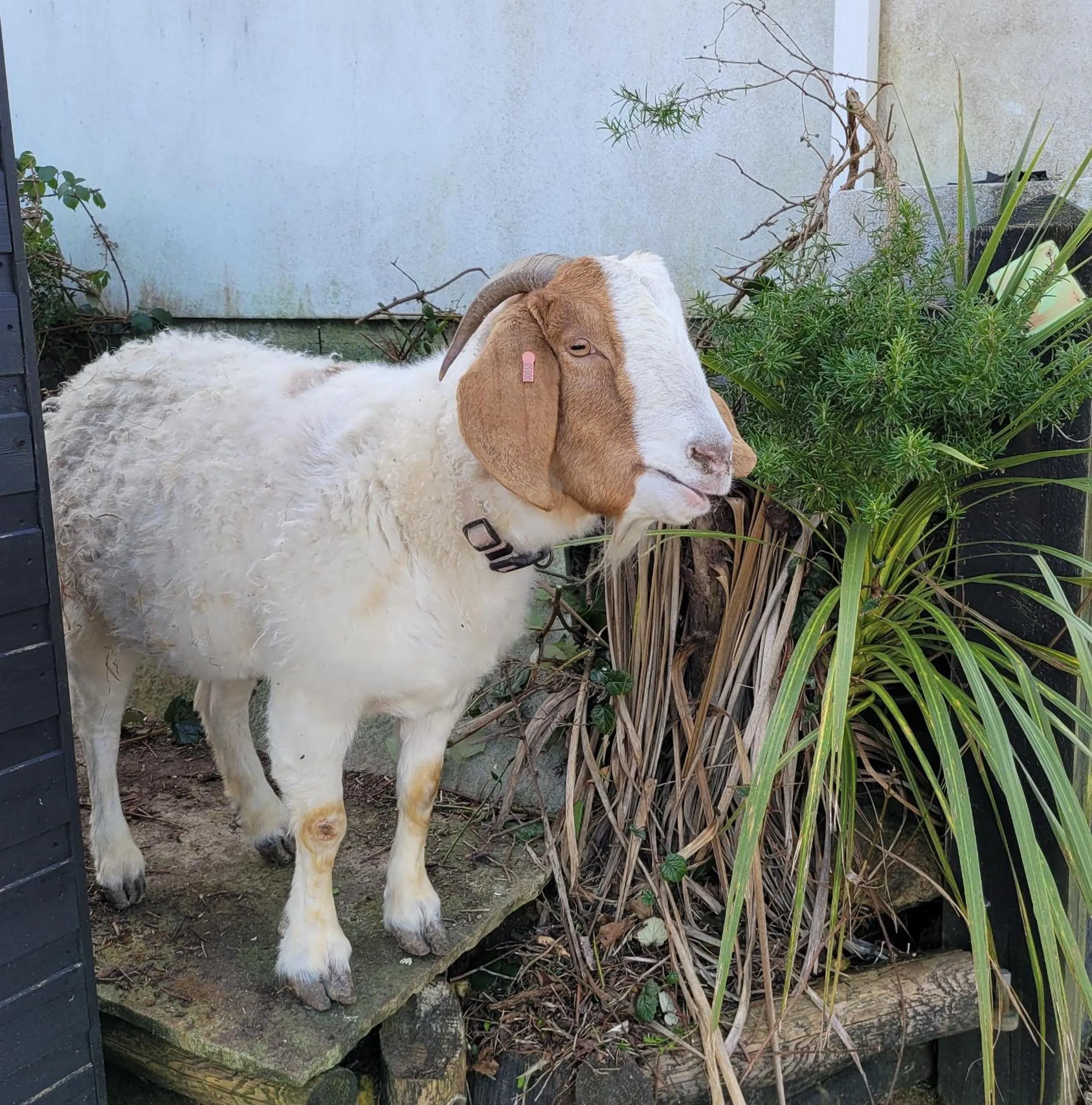 Animals in Farmhouse B&B Family stay or Romantic break, on our smallholding close to Narberth