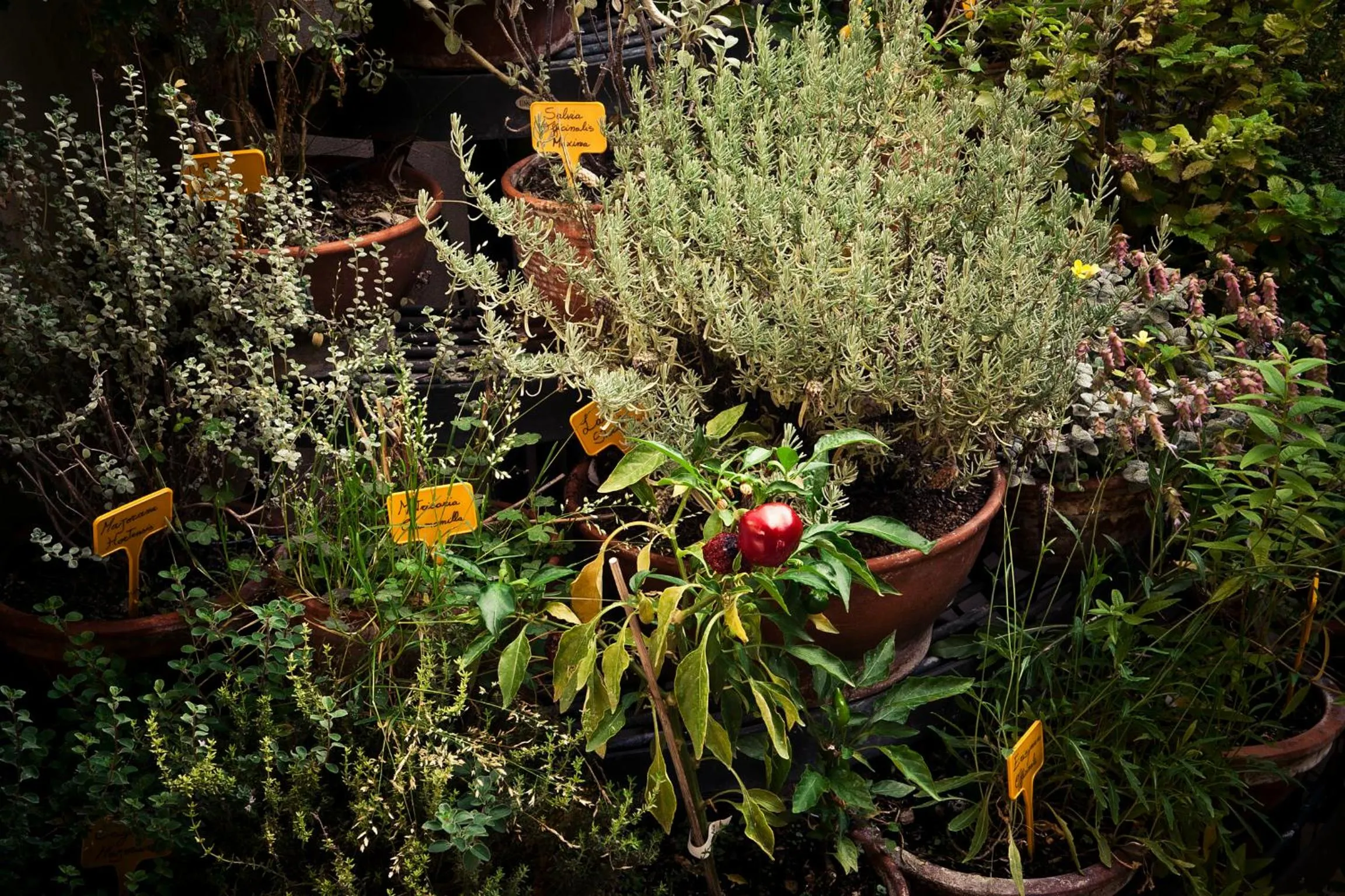 Balcony/Terrace in Hotel Isa