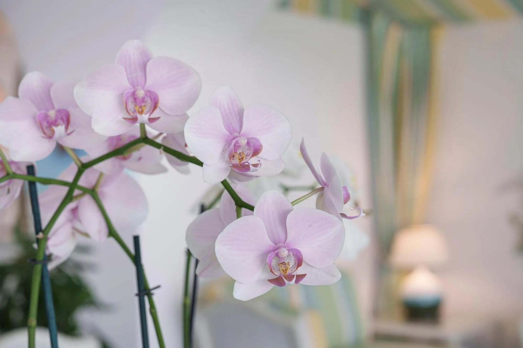 Hotel Floridiana Terme