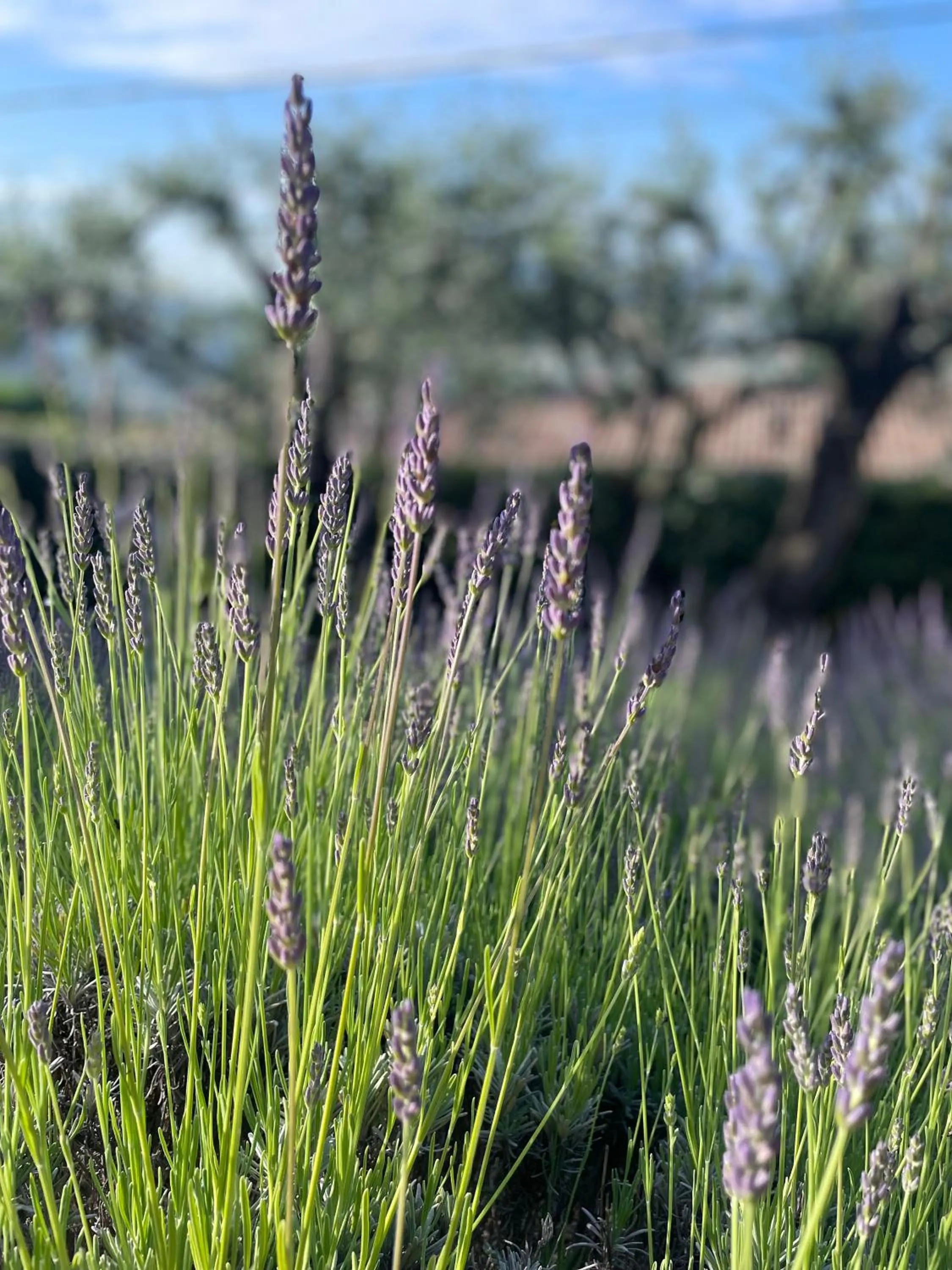 Garden in Villa Daphné