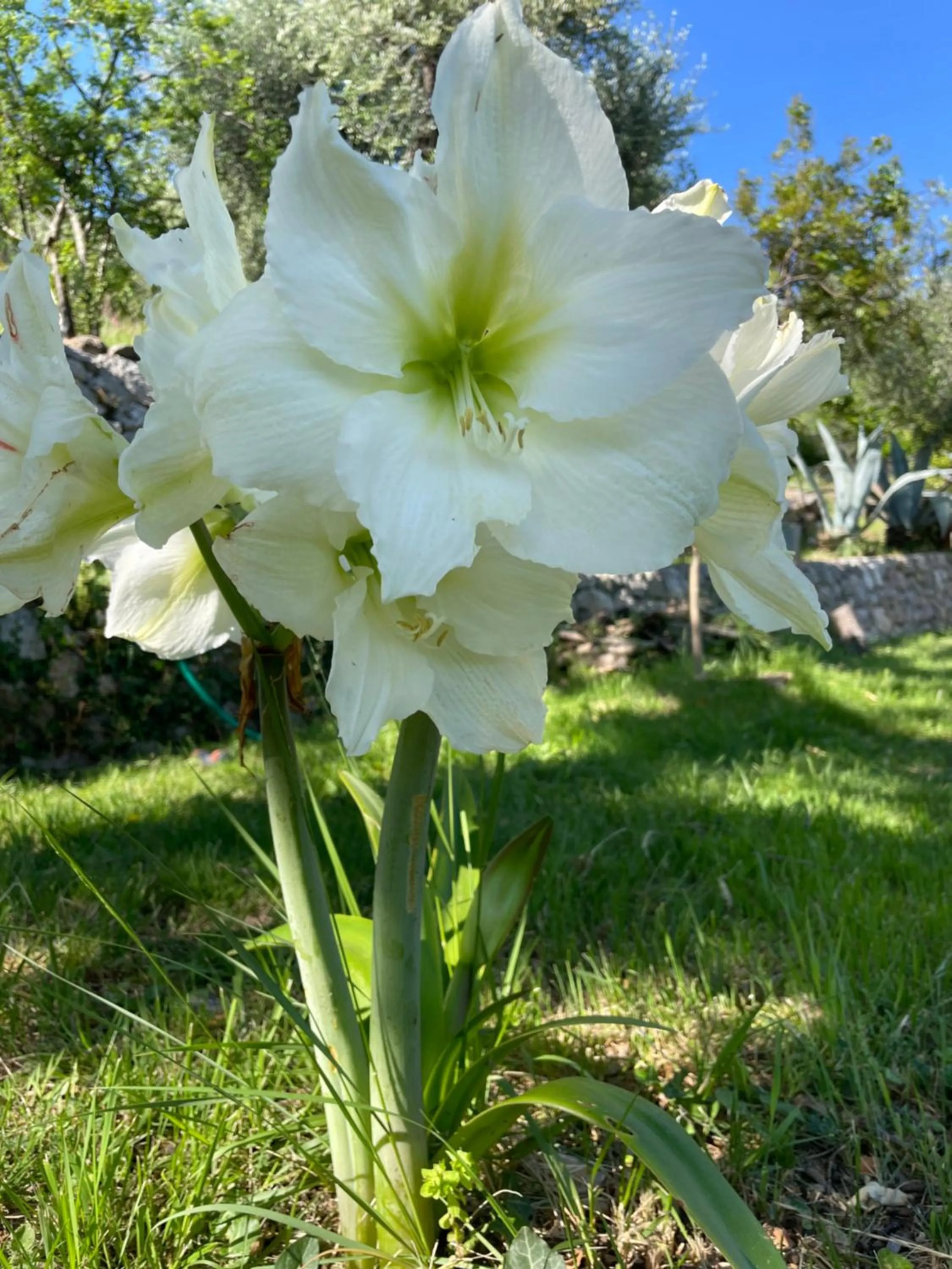 Garden in Villa Daphné
