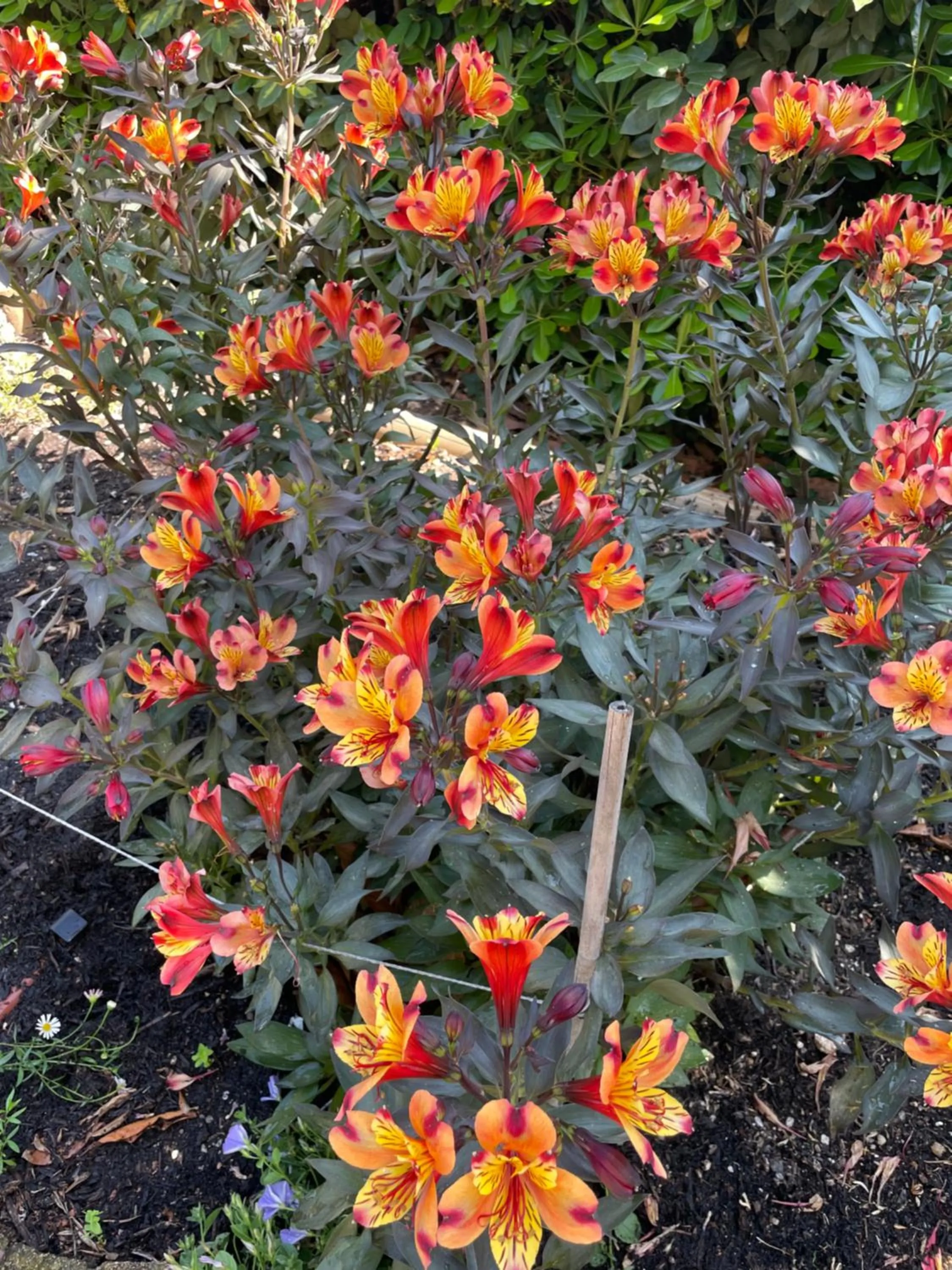 Garden in Villa Daphné
