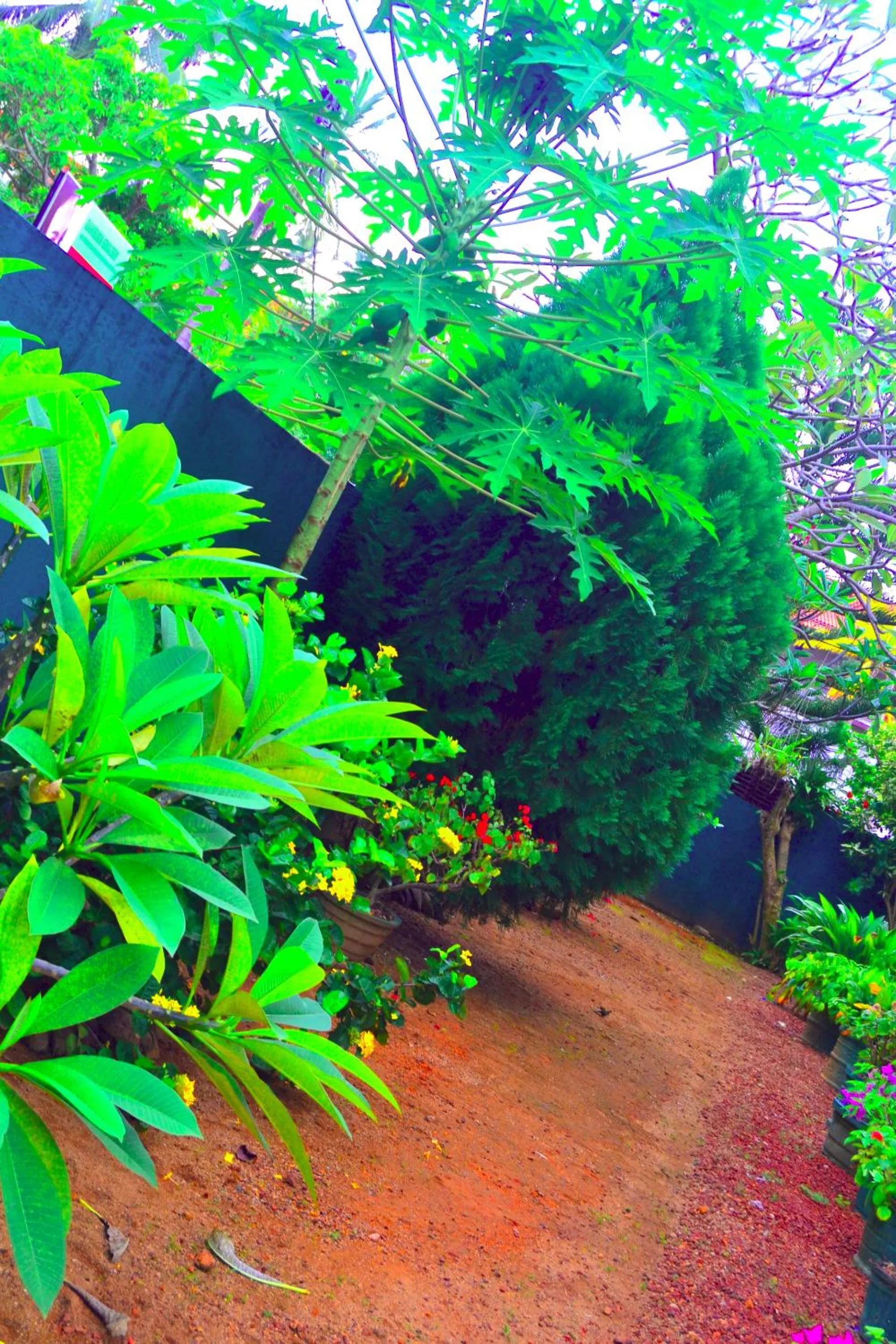 Natural landscape in Chaya Villa Guest House