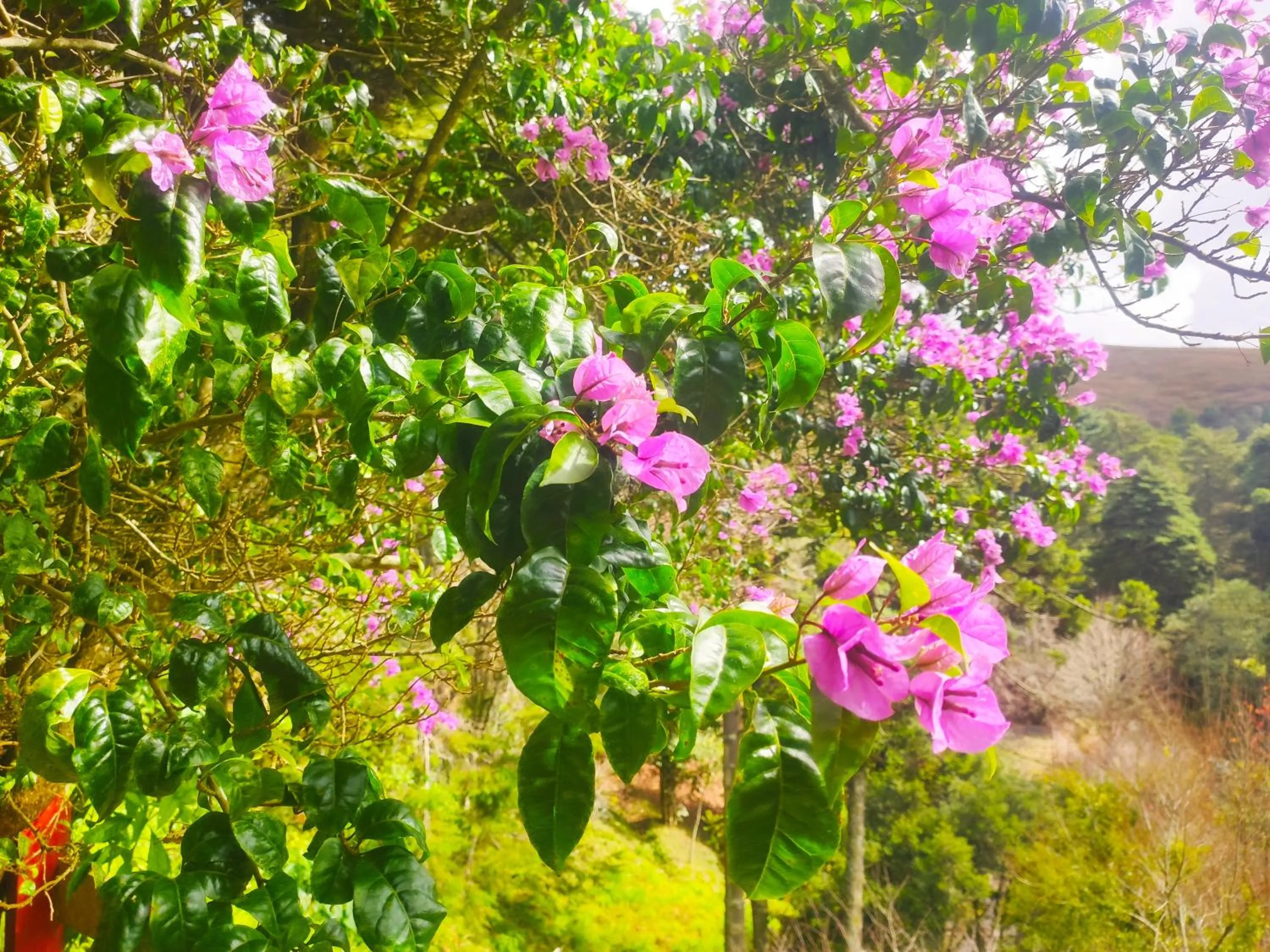 Spring in Colônia SAA