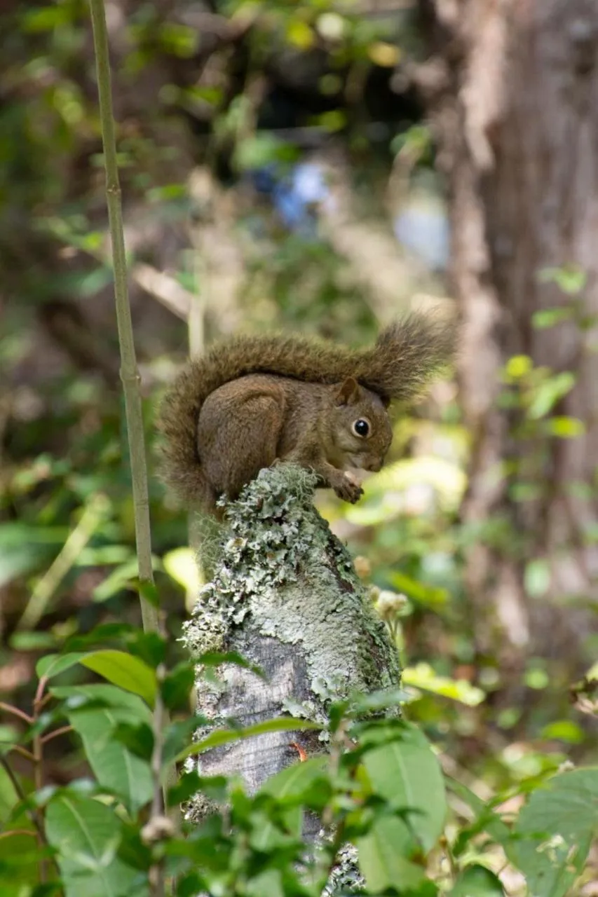 Animals in Colônia SAA