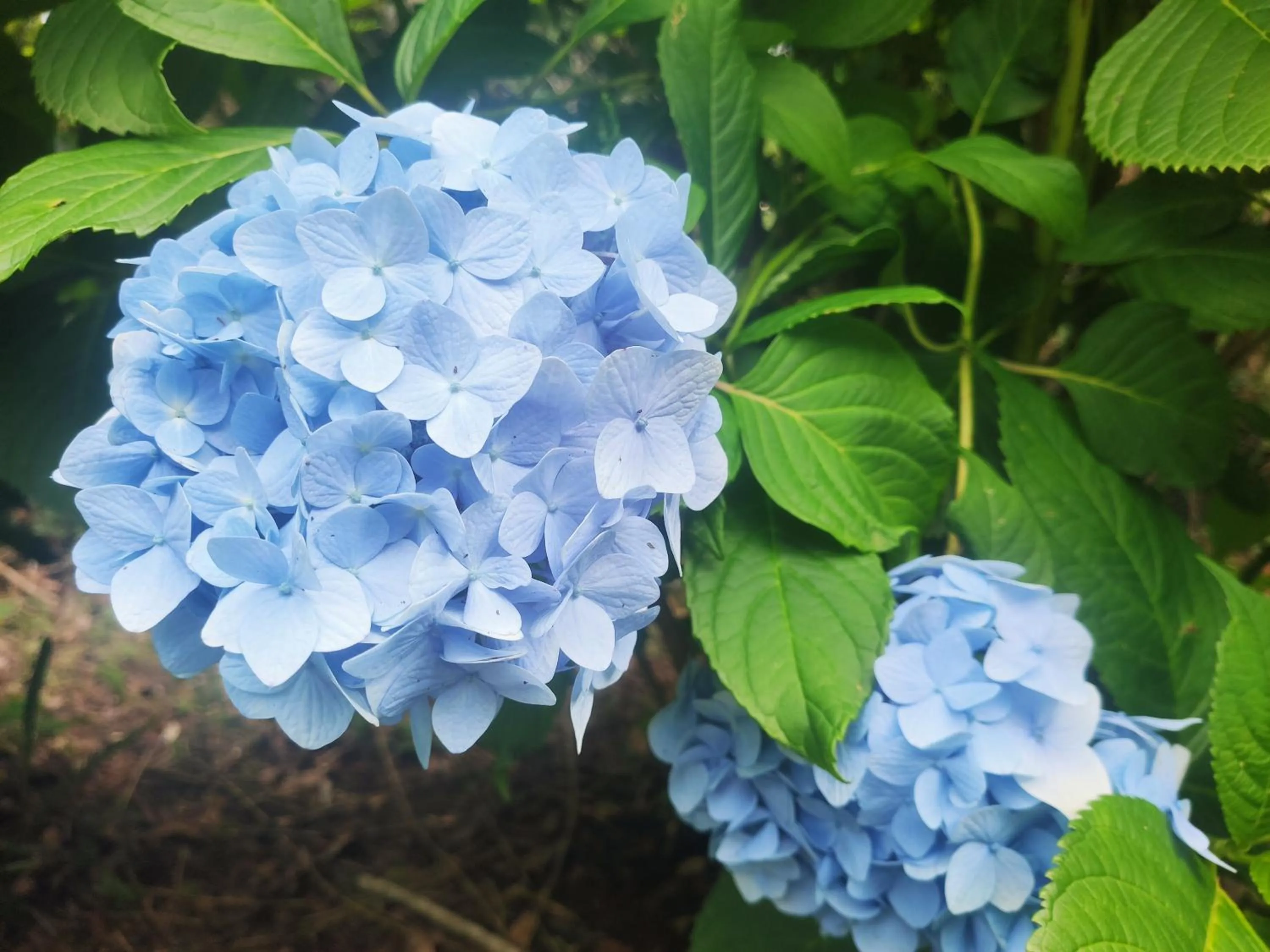 Garden view in Colônia SAA