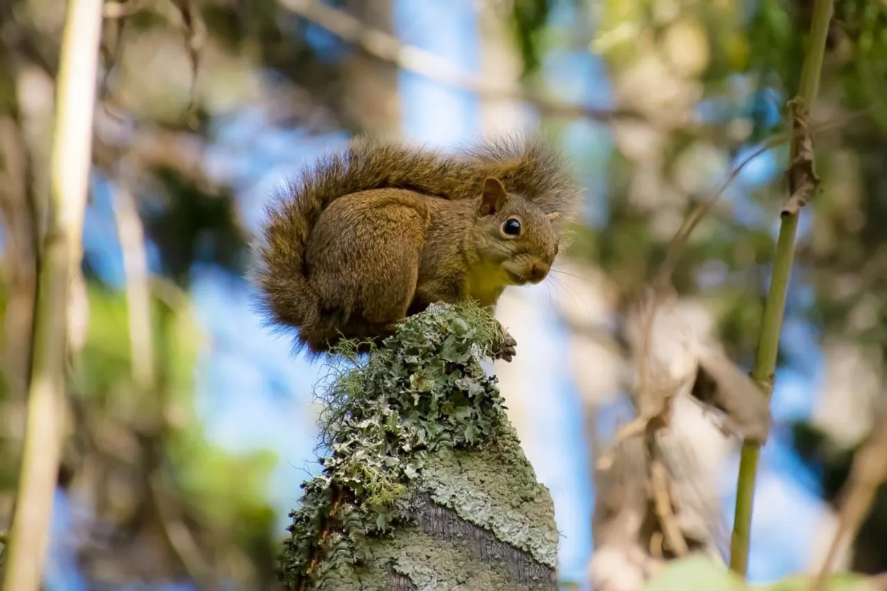 View (from property/room) in Colônia SAA