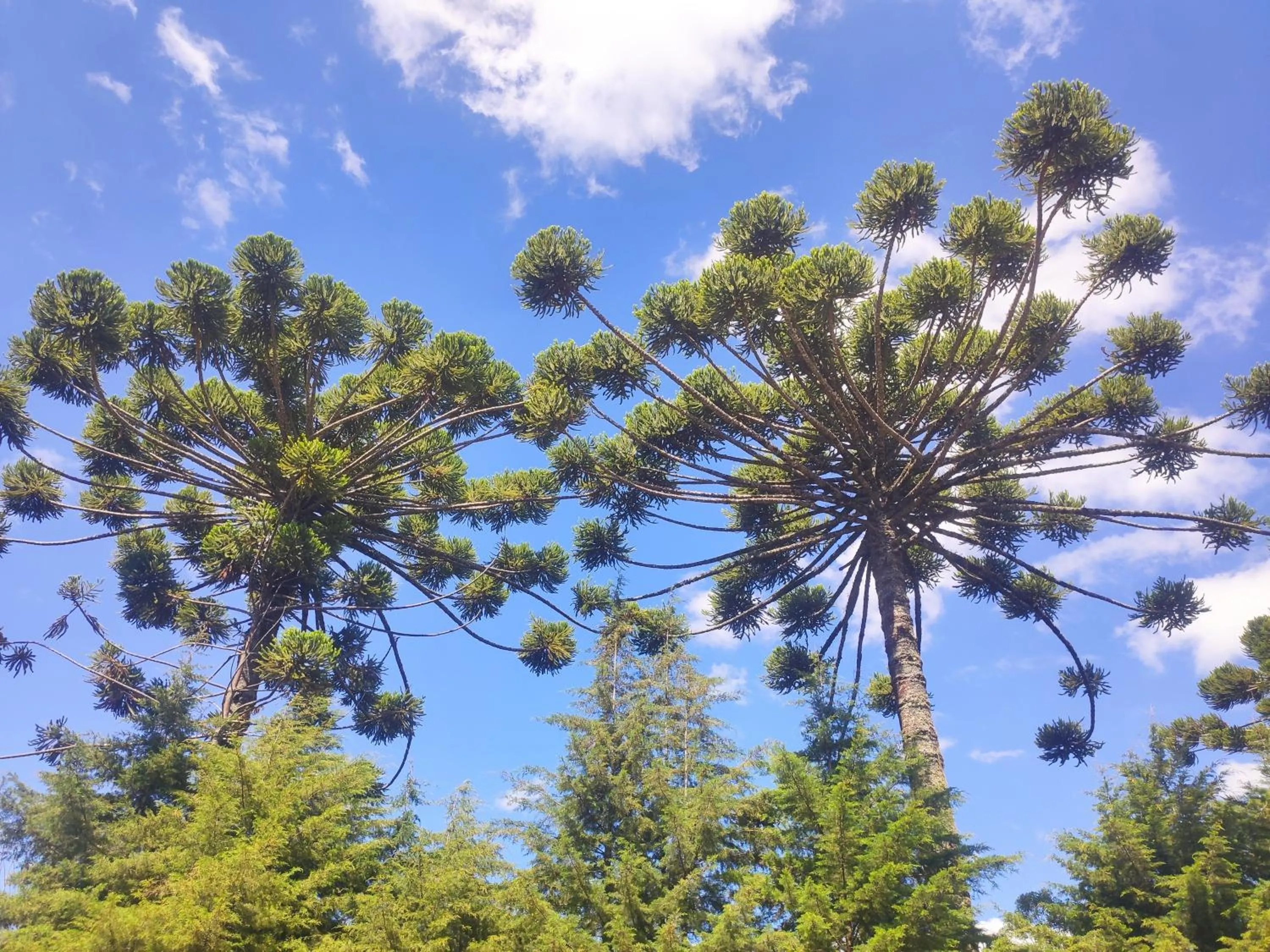 View (from property/room) in Colônia SAA