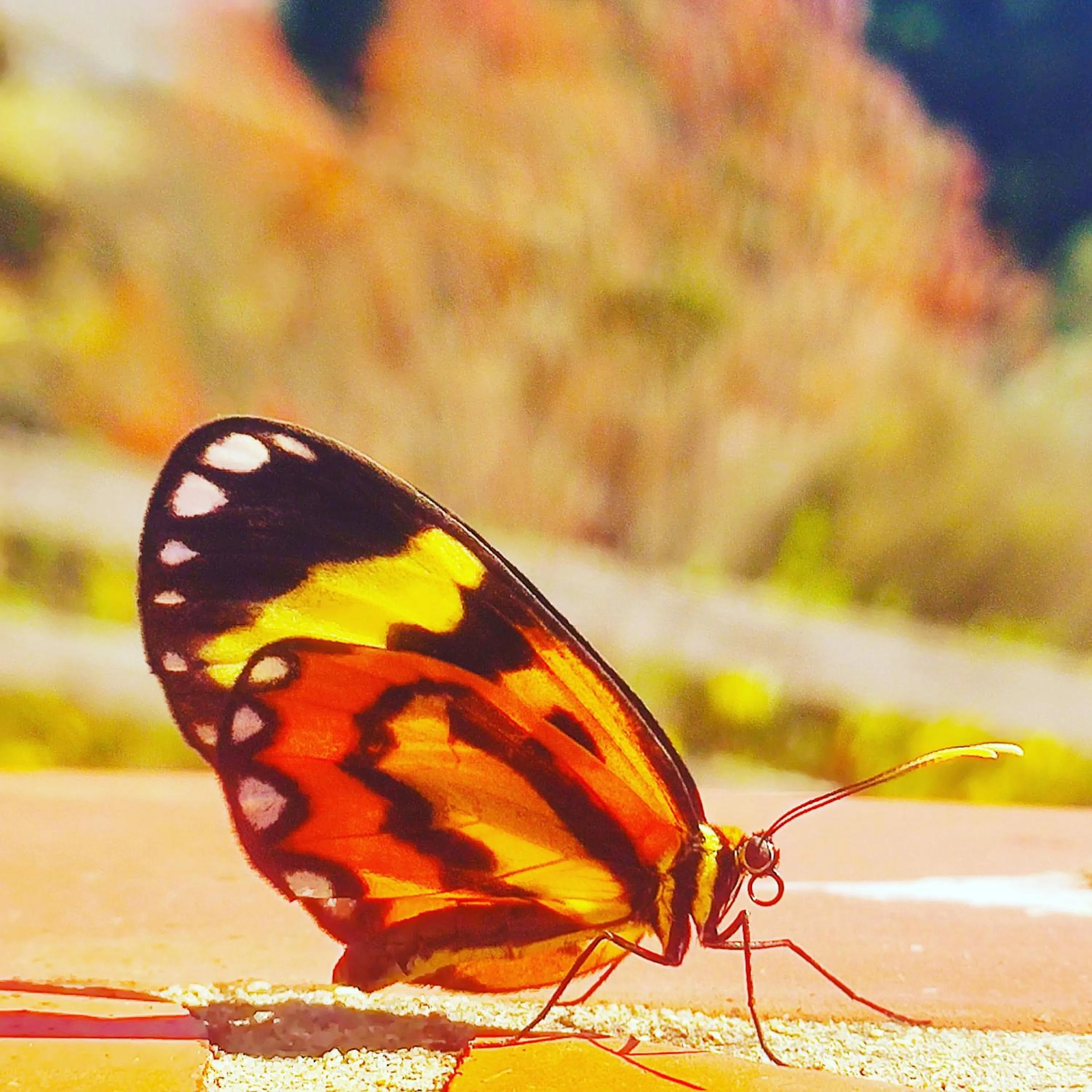 Natural landscape in Colônia SAA