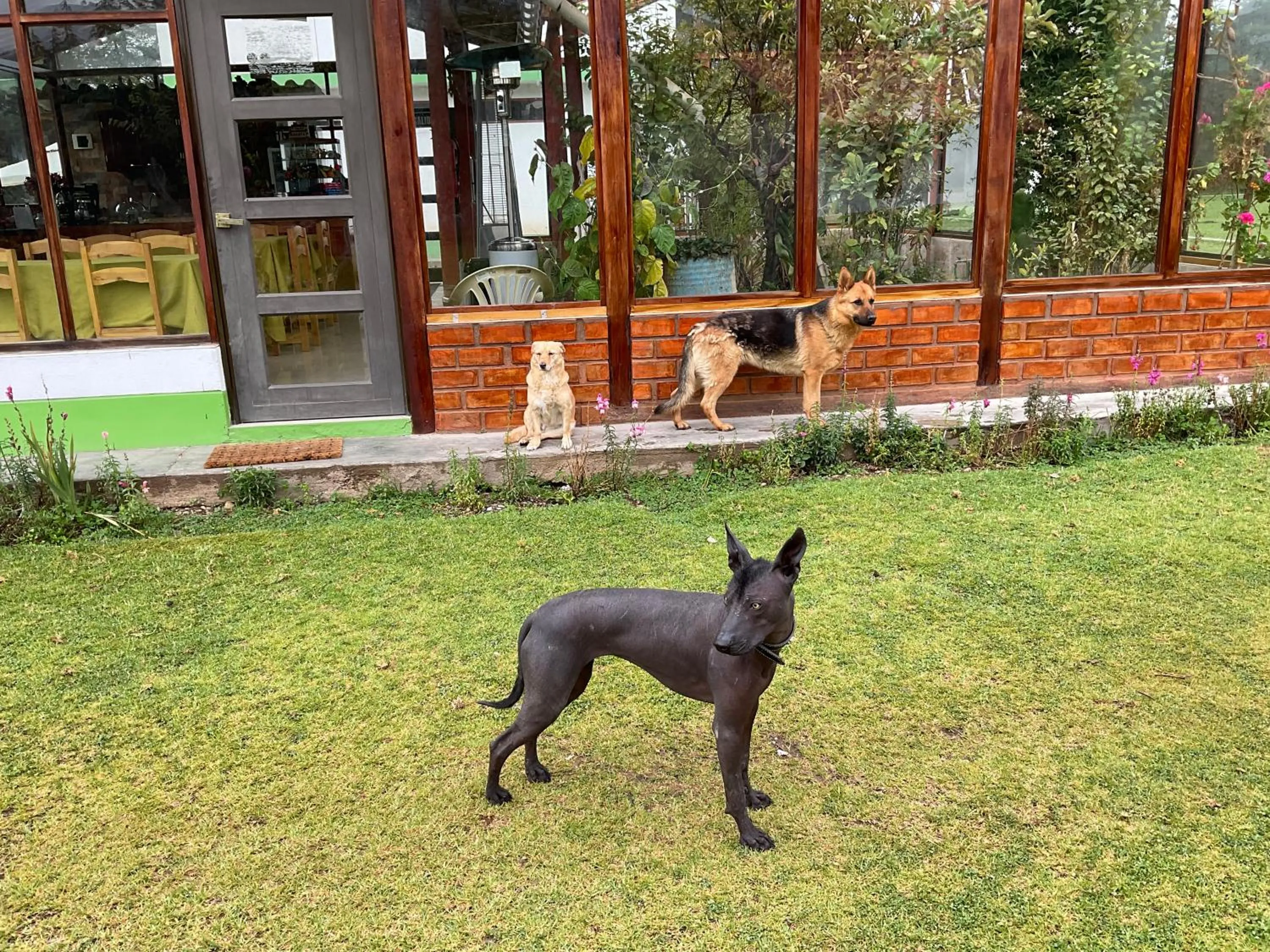Pets in RESORT ALAPA
