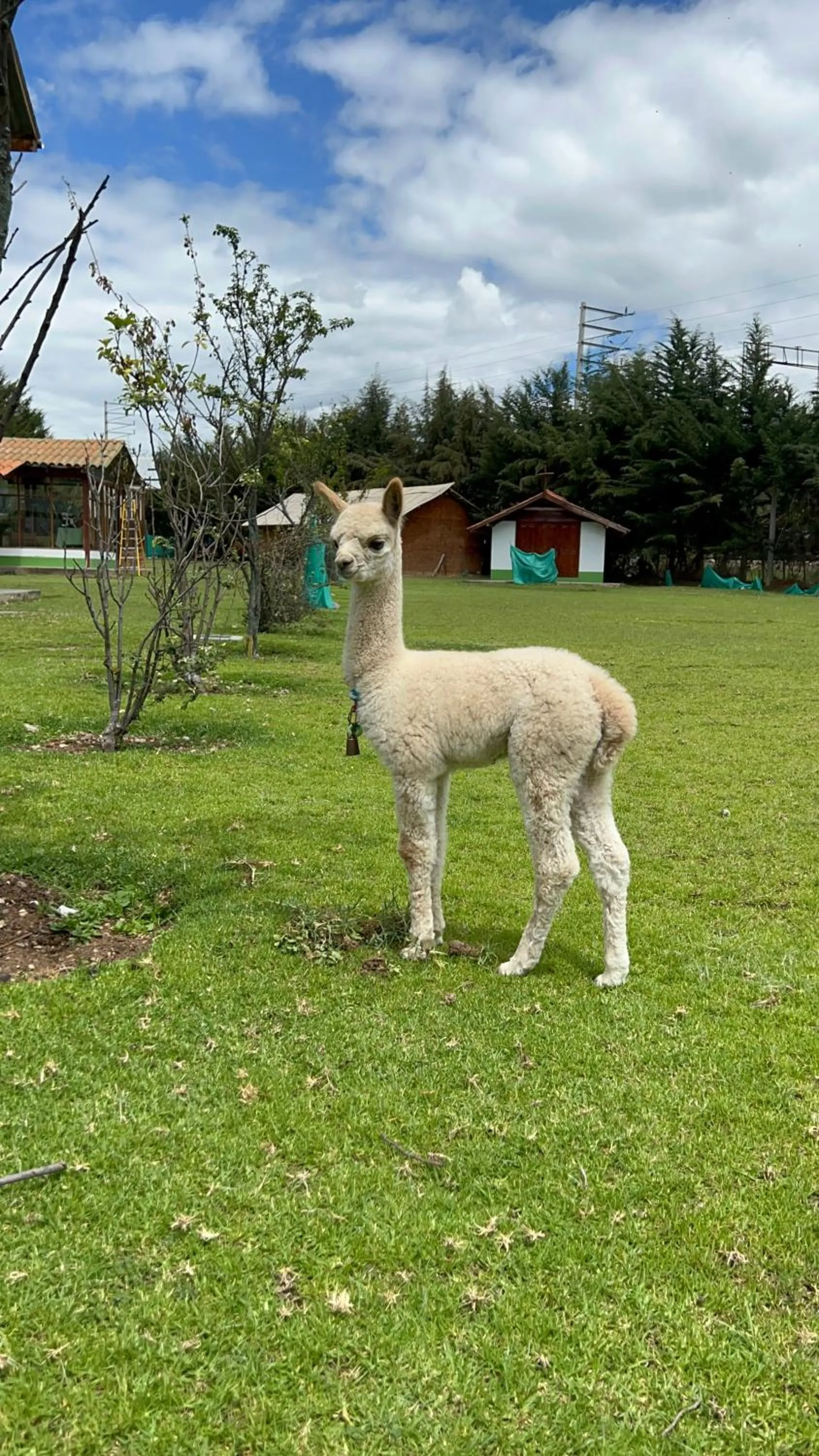 Animals in RESORT ALAPA