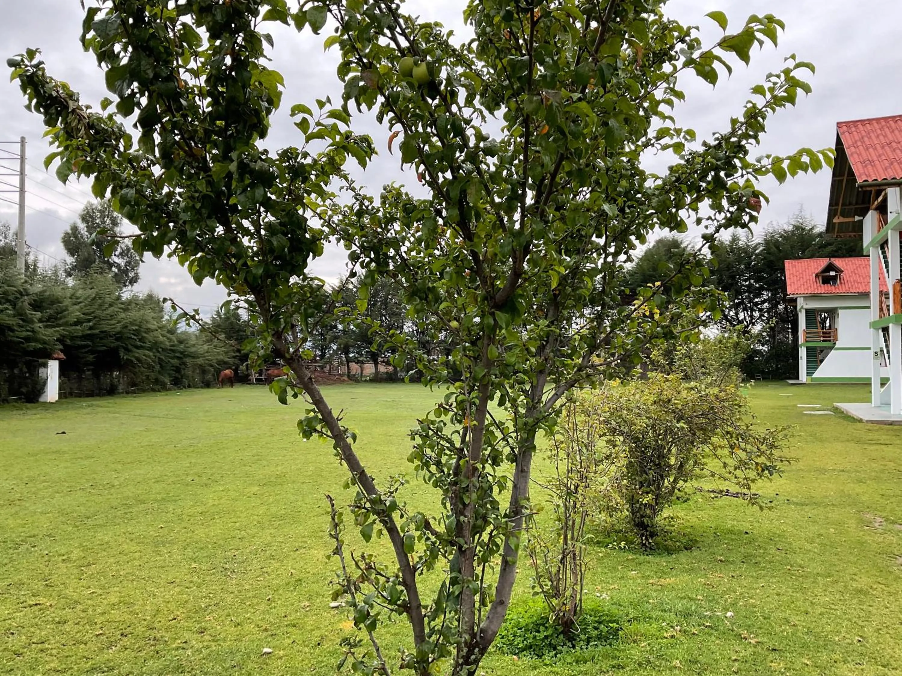 Garden in RESORT ALAPA
