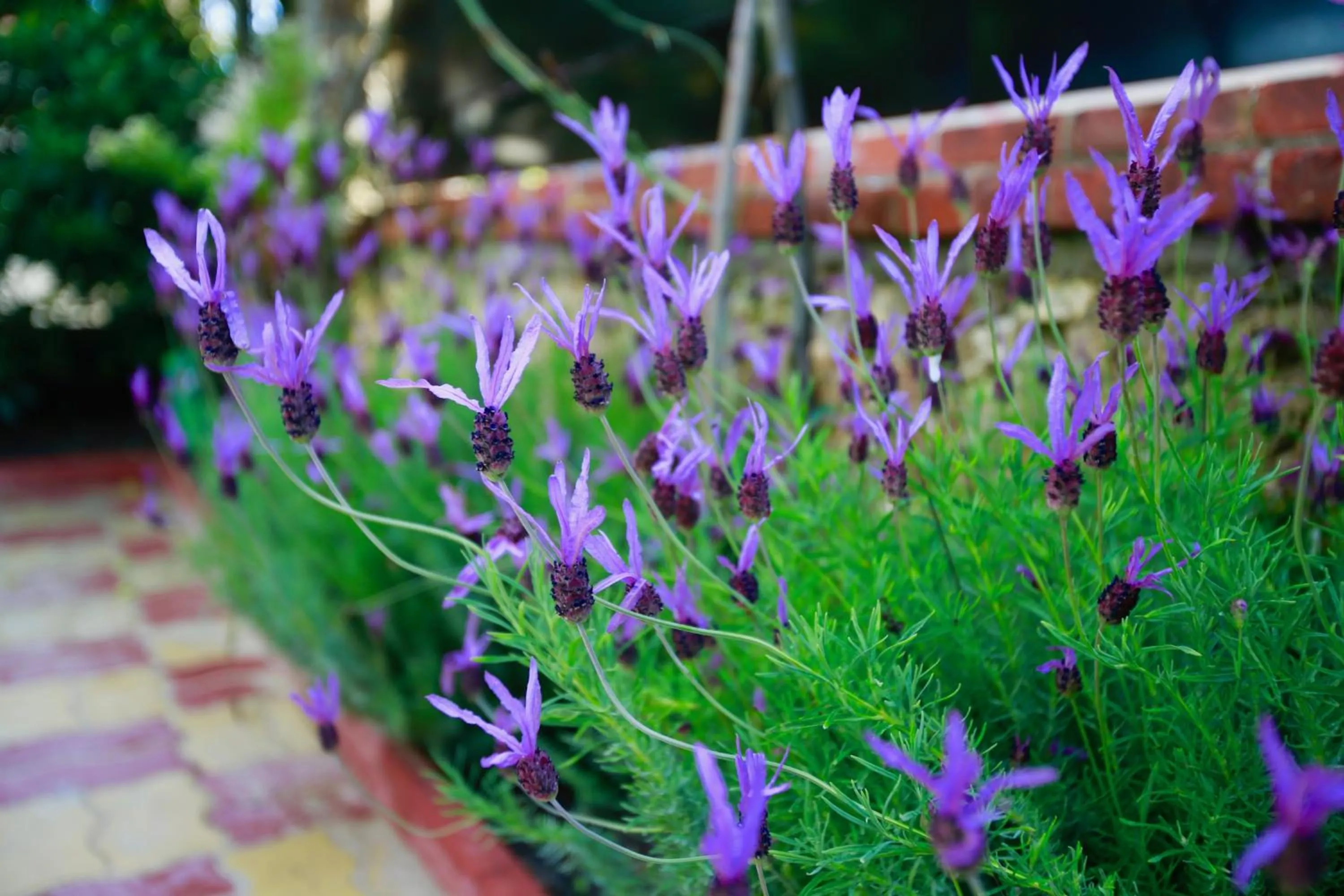 Garden in Villa Talisman
