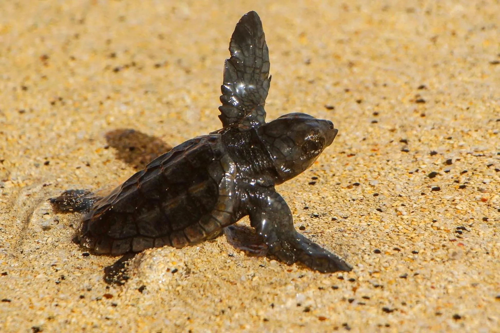 Branco Suites - Rooms & Holiday Apartments