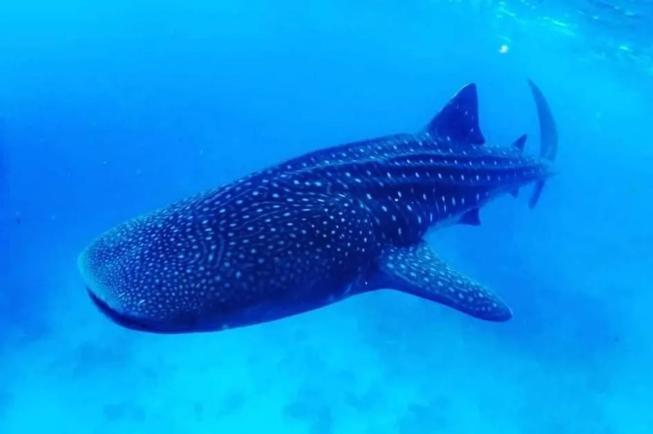 Snorkeling in VIVA Beach Maldives